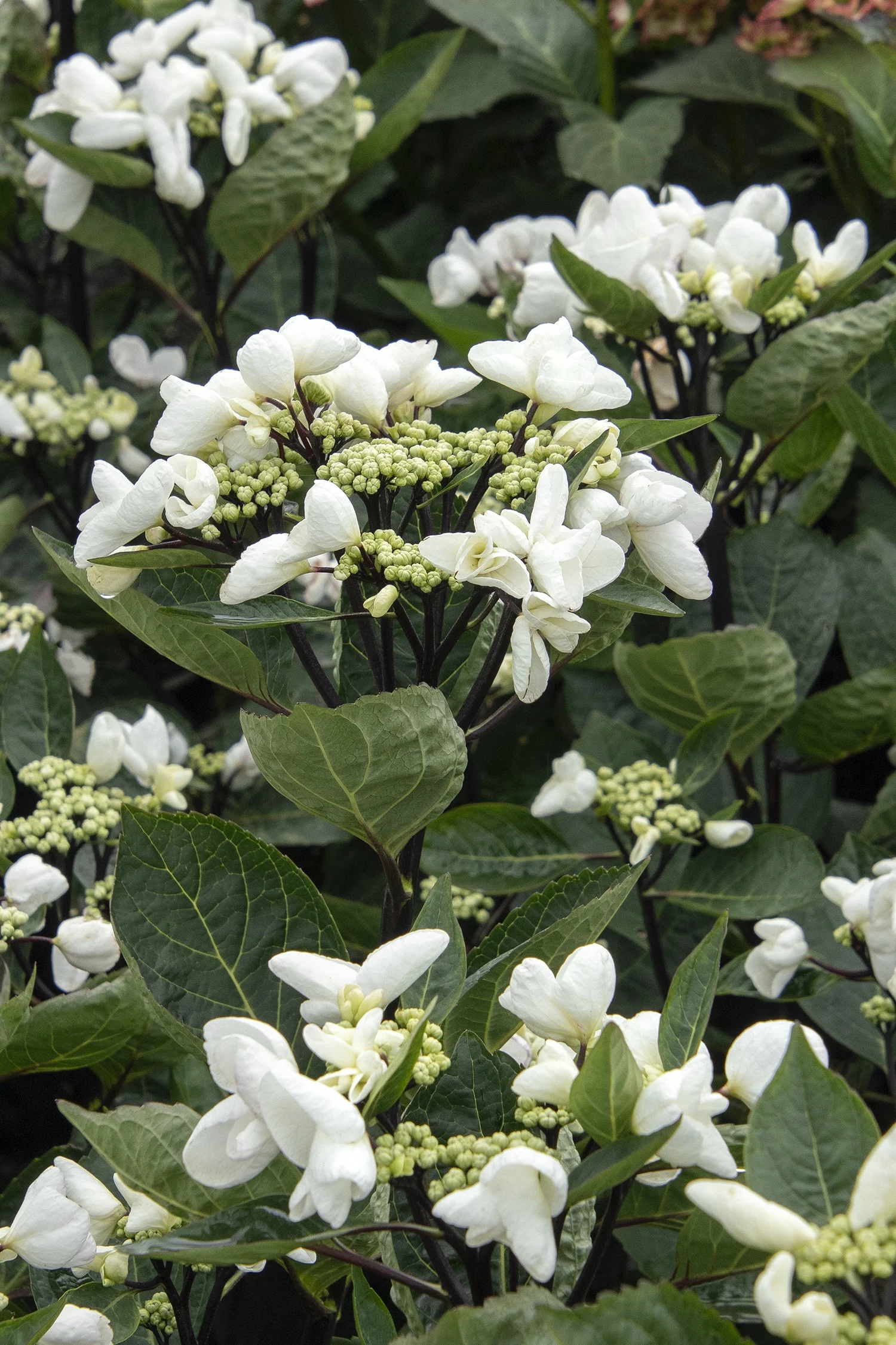 ©Monrovia by Doreen Wynja