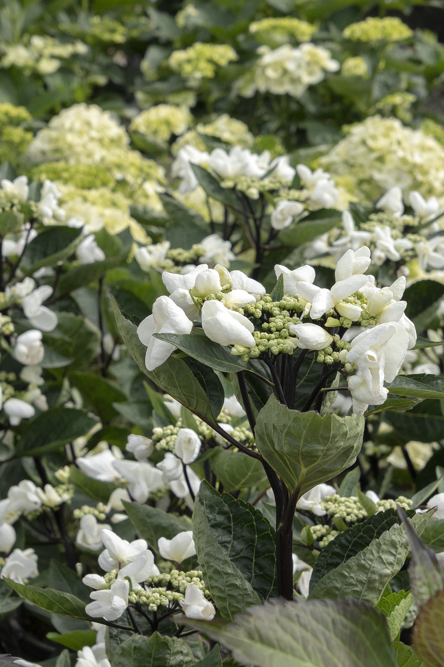 アセビ　白花　/ 74 Seaside Serenade® Glacier Bay Hydrangea, Monrovia Plant