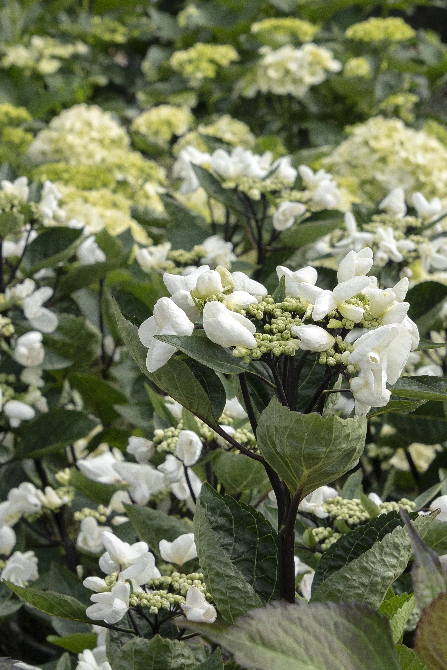 ©Monrovia by Doreen Wynja 