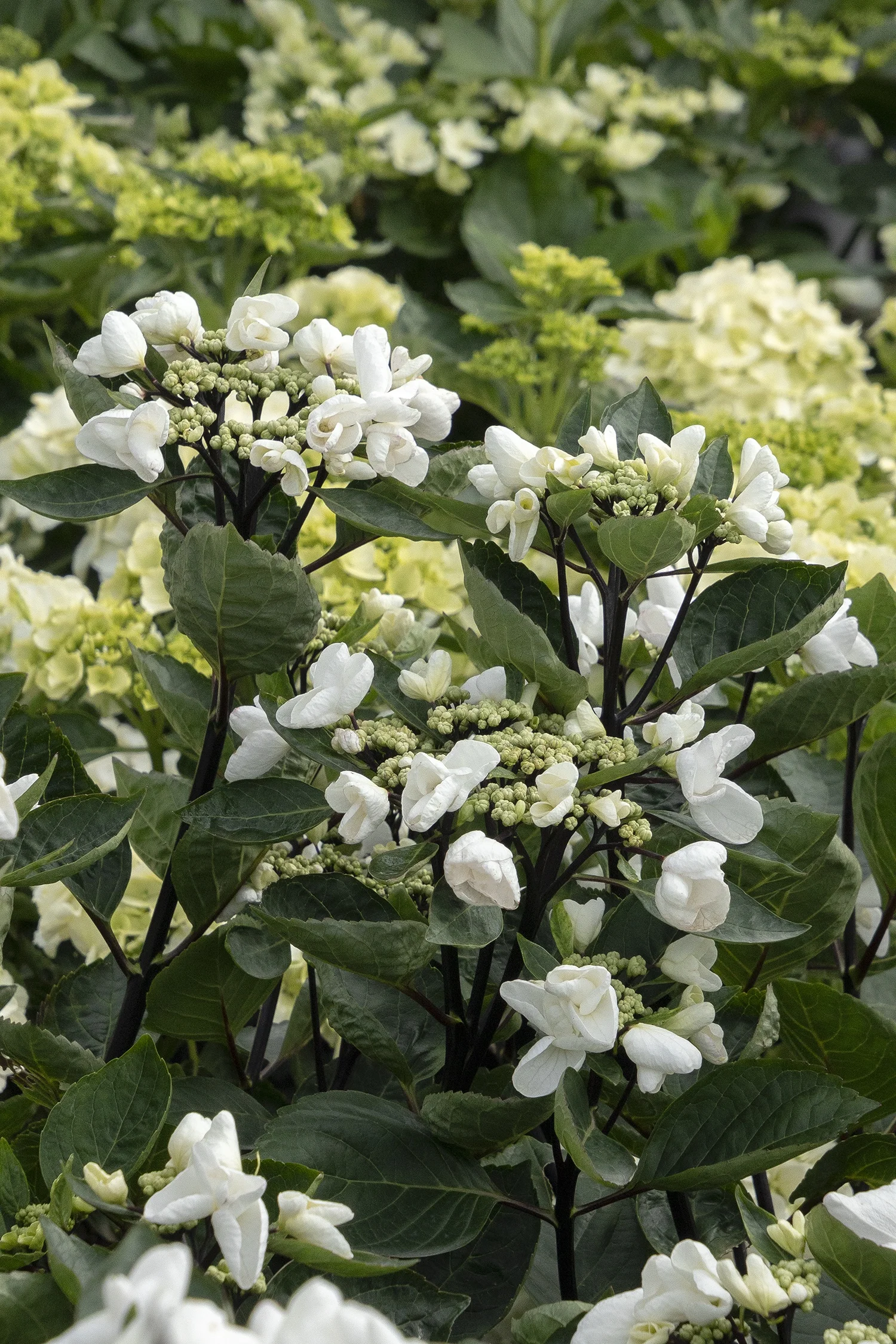 ©Monrovia by Doreen Wynja