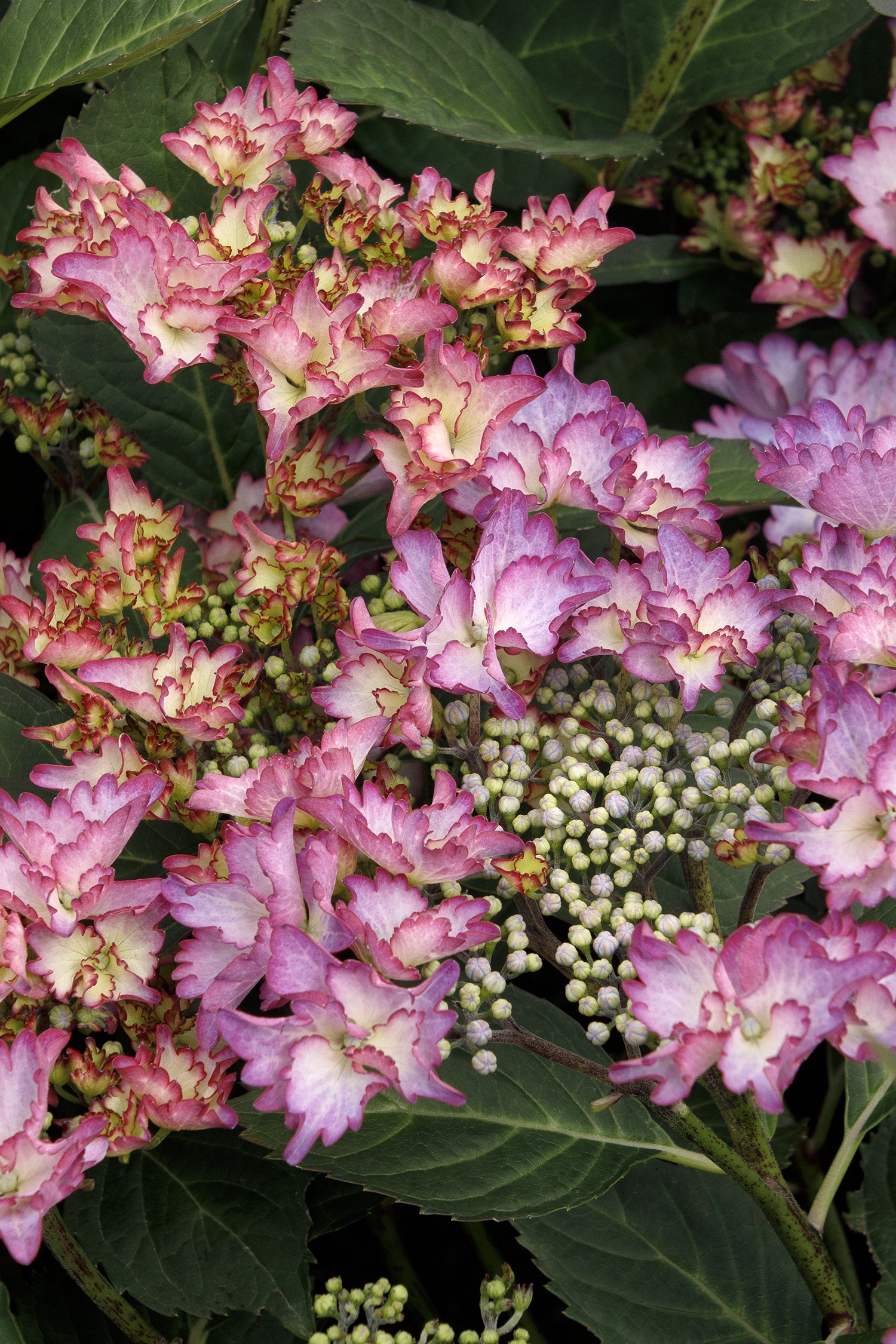 Seaside Serenade® Crystal Cove Hydrangea, Monrovia Plant