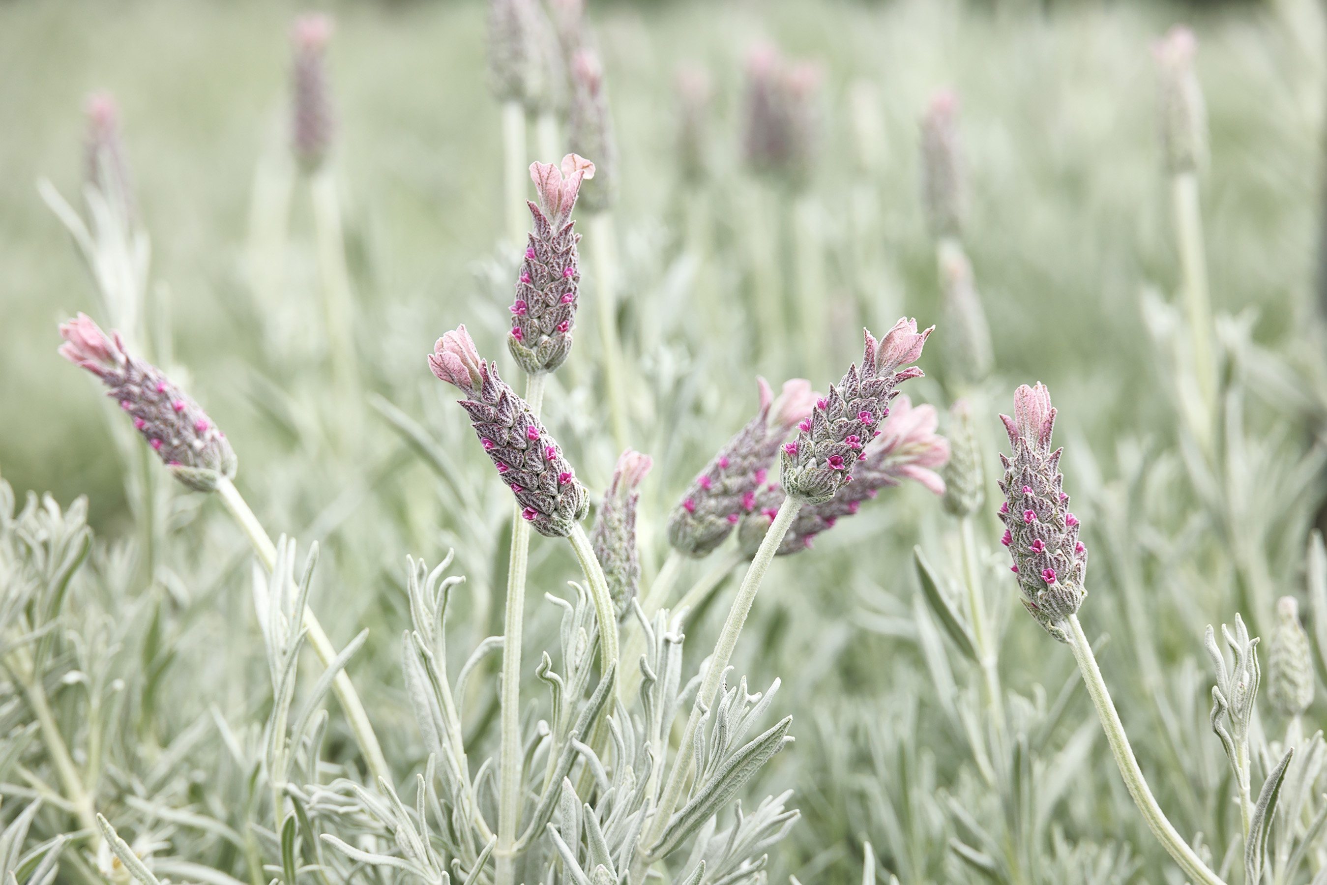 Ghostly Princess Spanish Lavender, Monrovia Plant