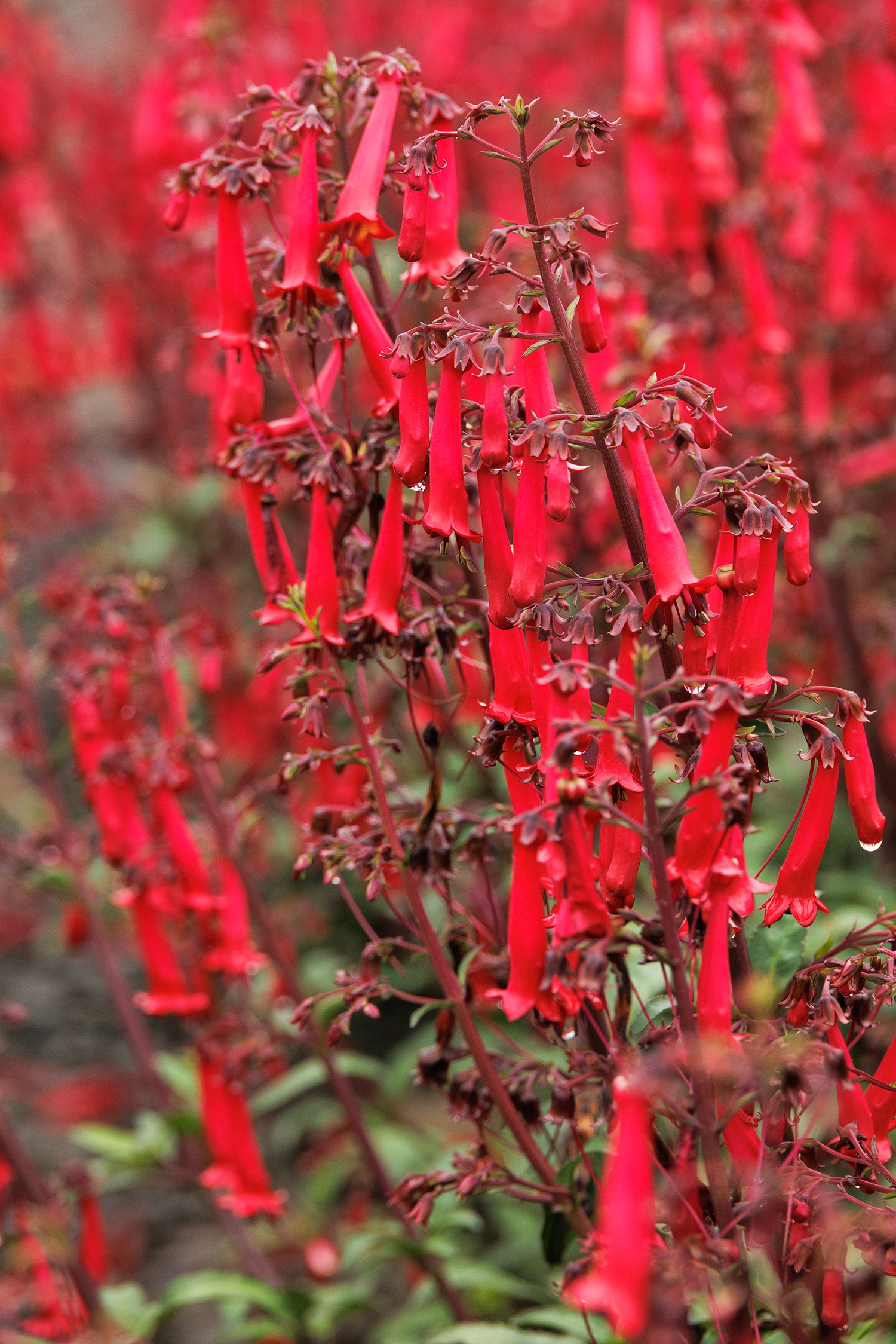 43419_phygelius_tnphycdr_color