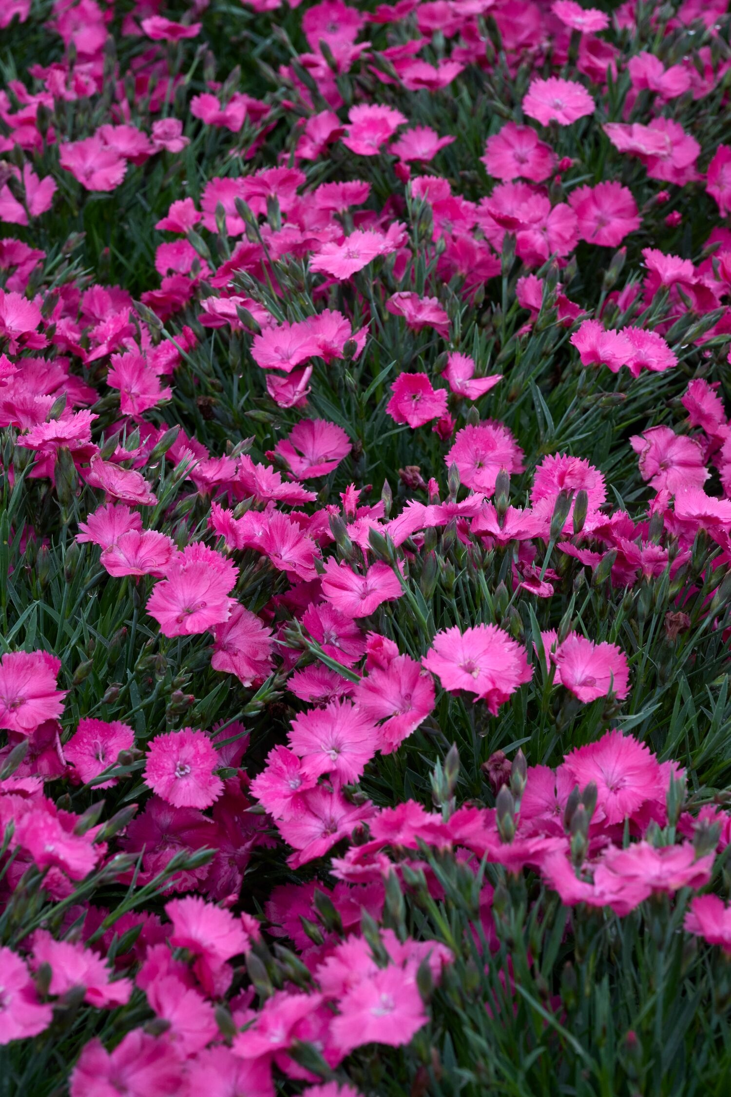 ピンク　リチウム　クラスター　2 Vivid™ Bright Light Dianthus, Monrovia Plant