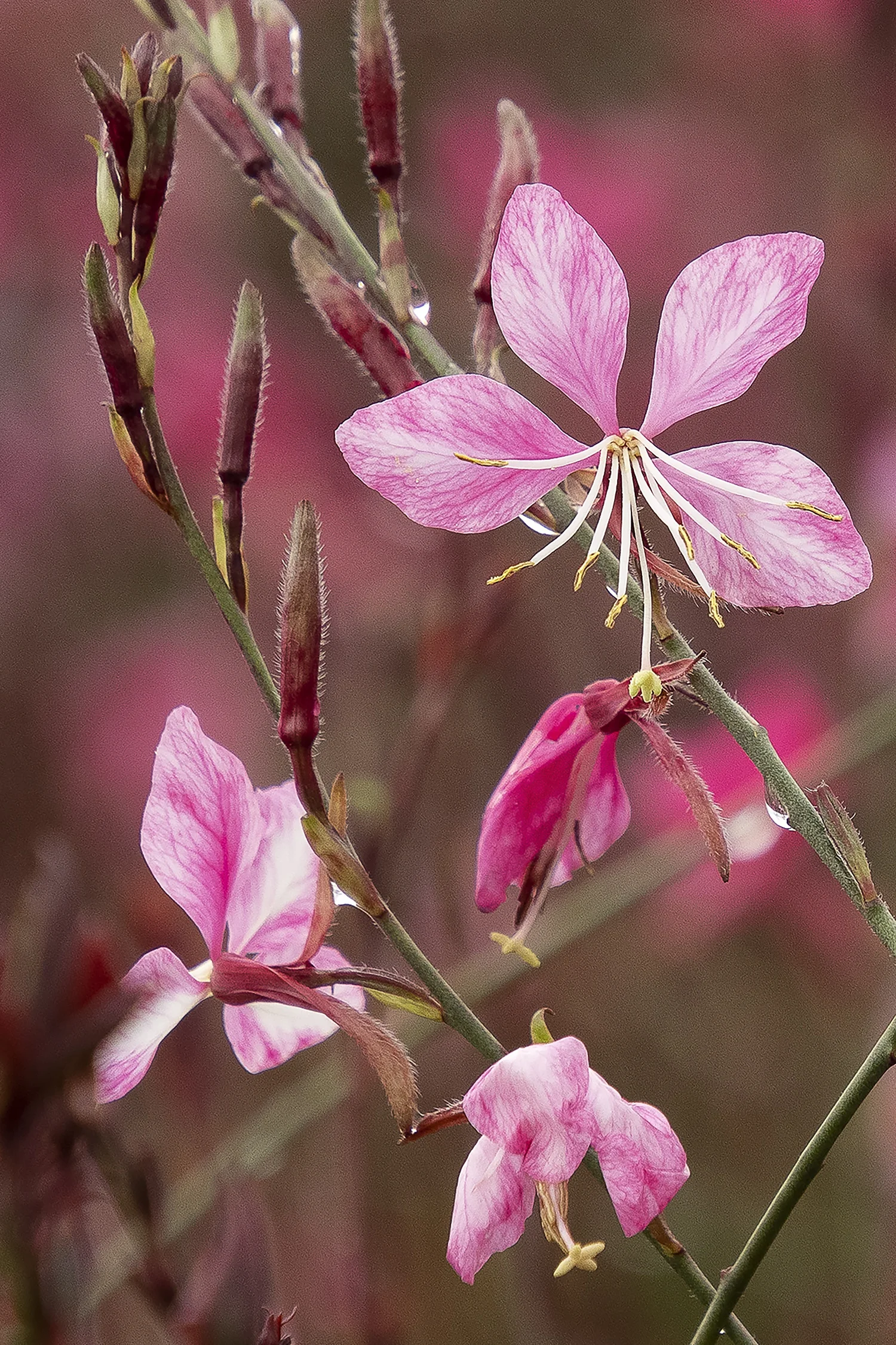 © Monrovia by Doreen Wynja