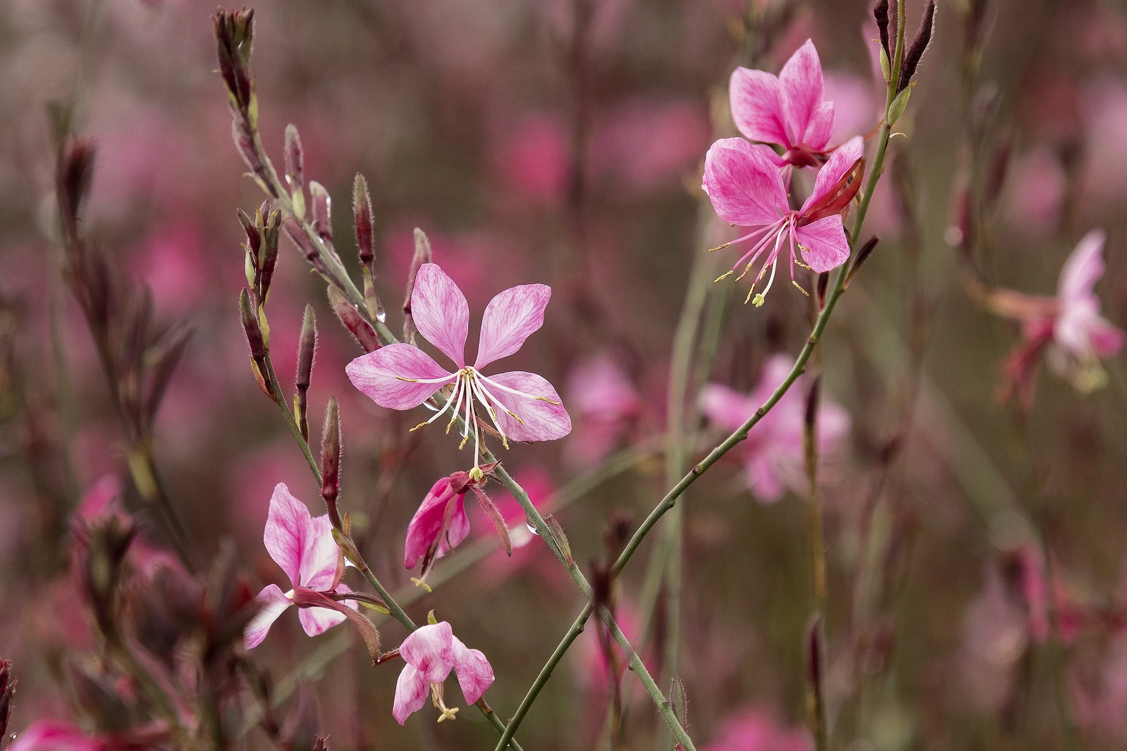© Monrovia by Doreen Wynja