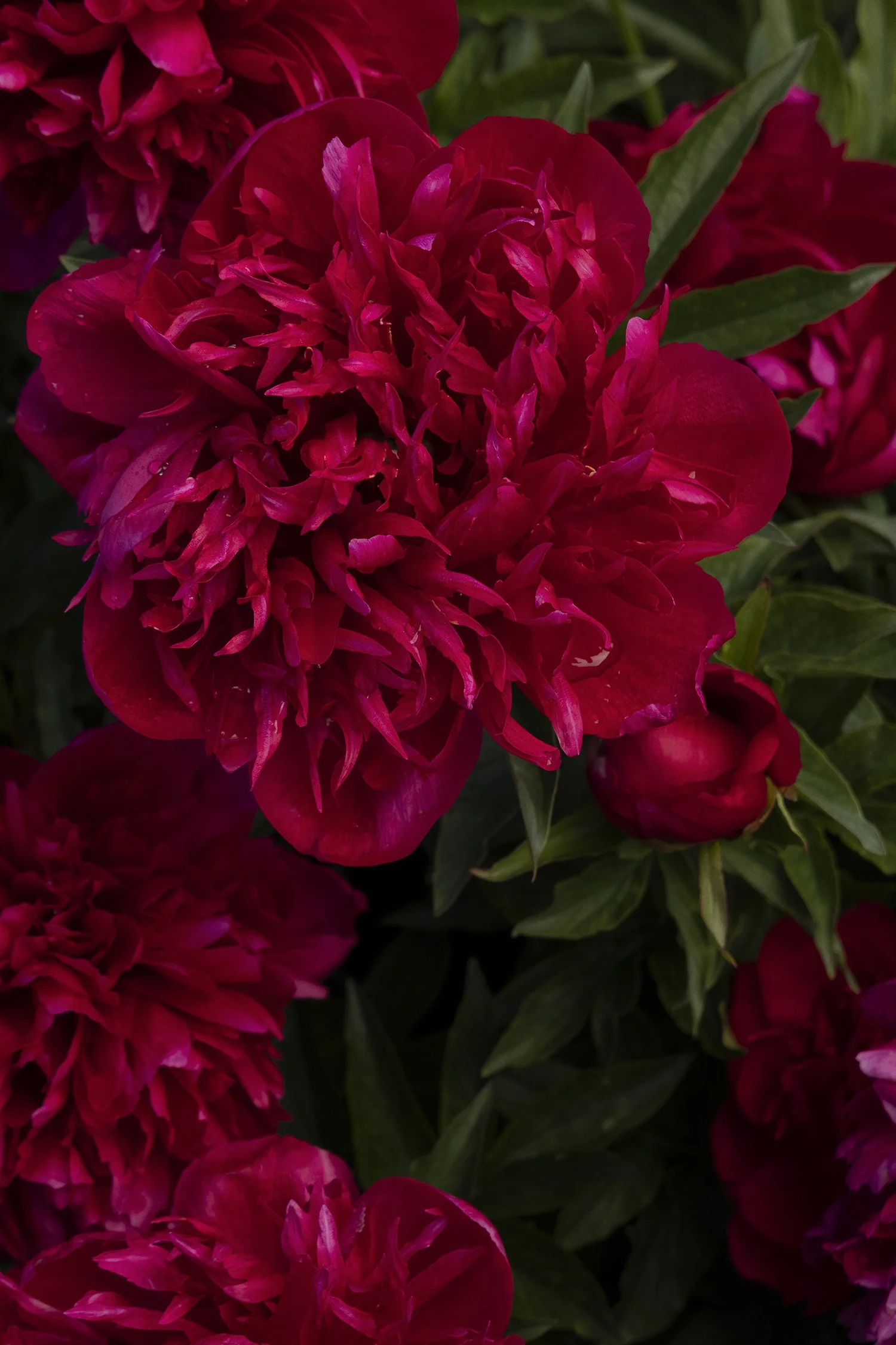 ©Monrovia by Doreen Wynja 