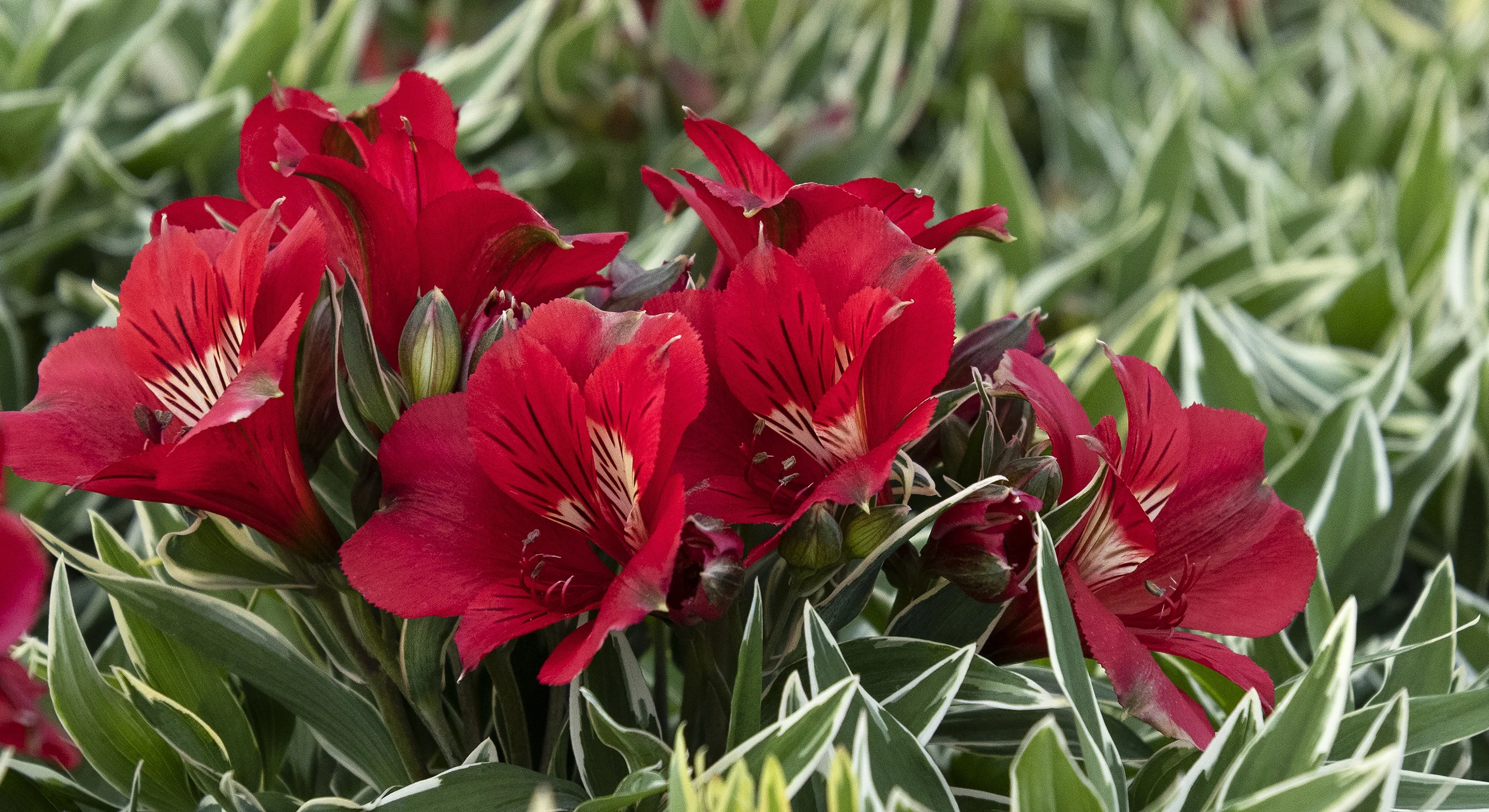 ©Monrovia by Doreen Wynja 