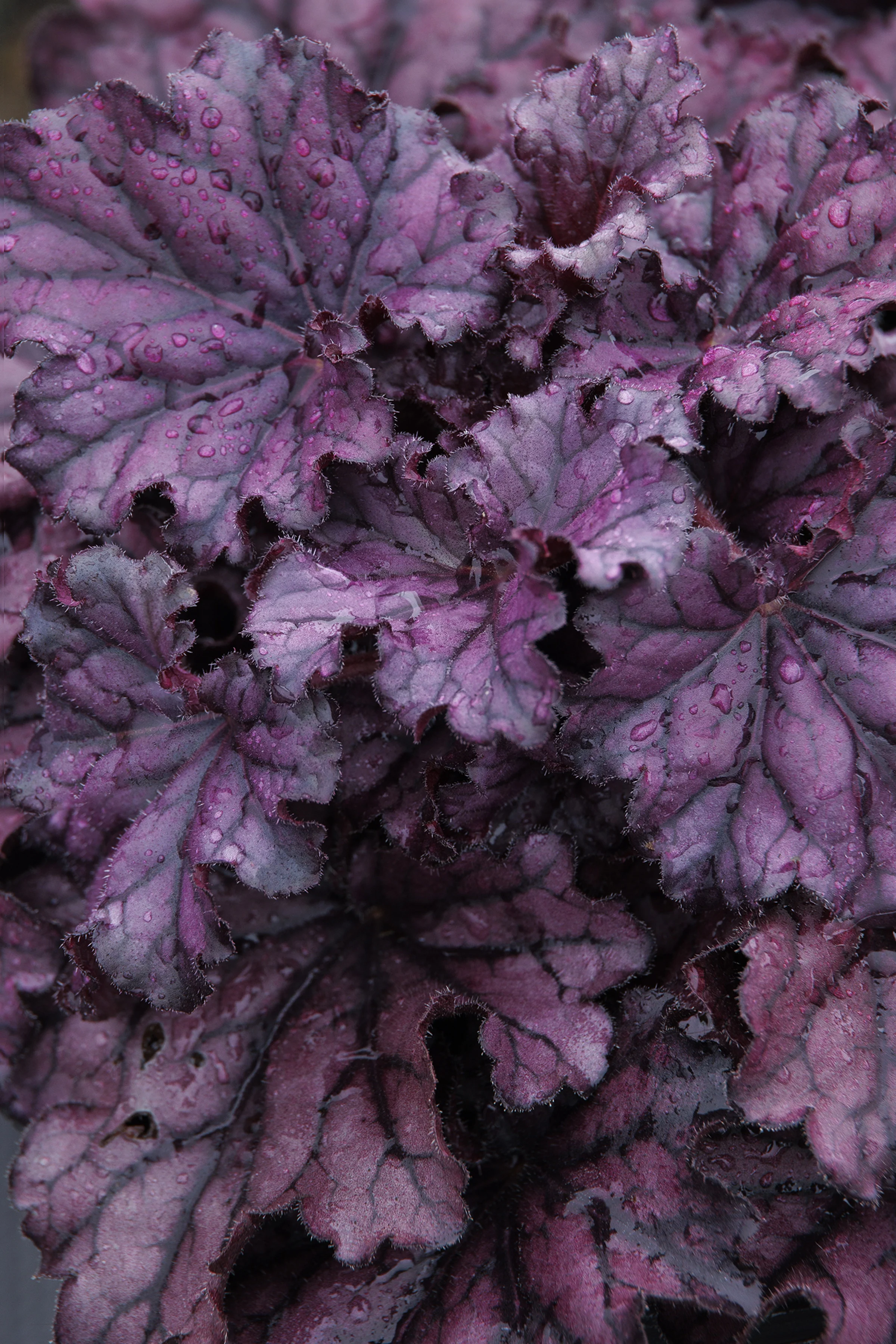 © Monrovia by Doreen Wynja