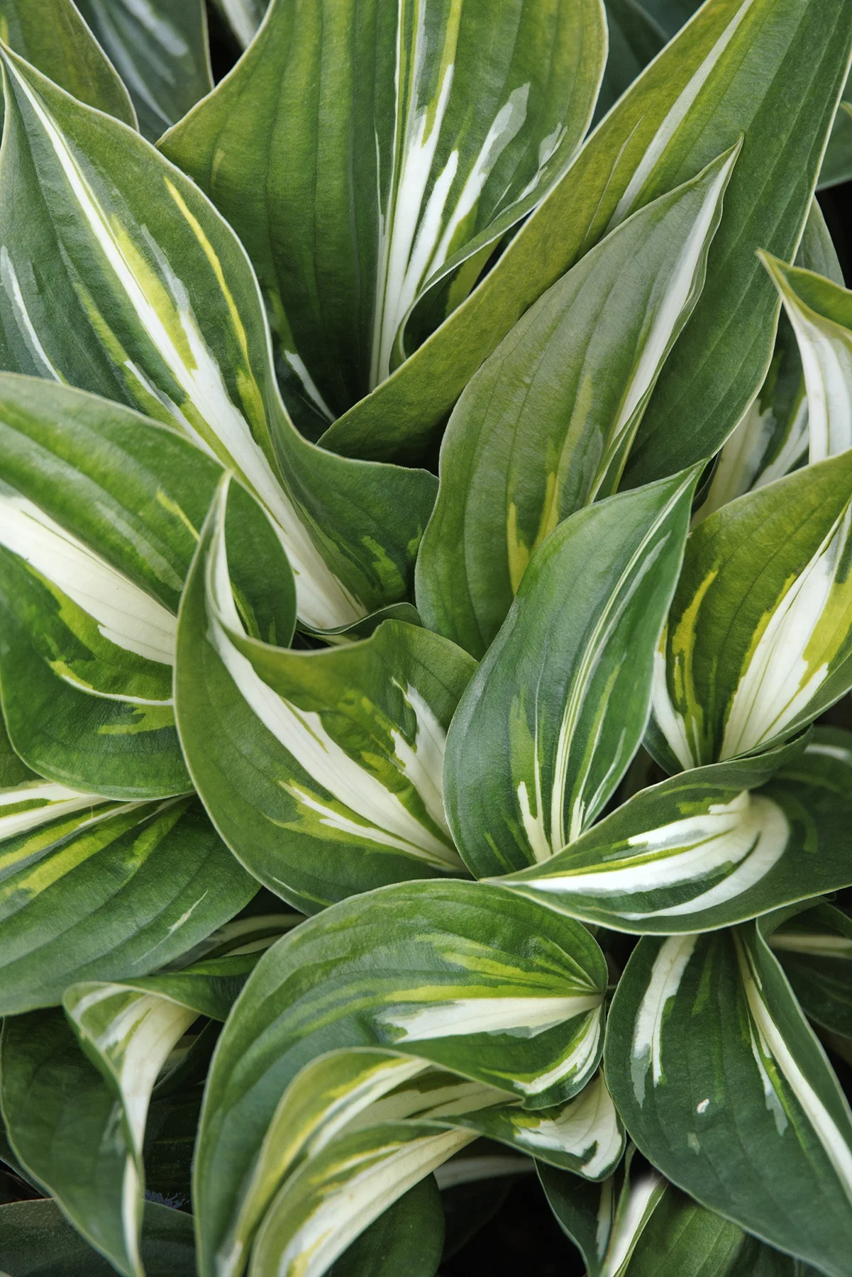 © Monrovia by Doreen Wynja