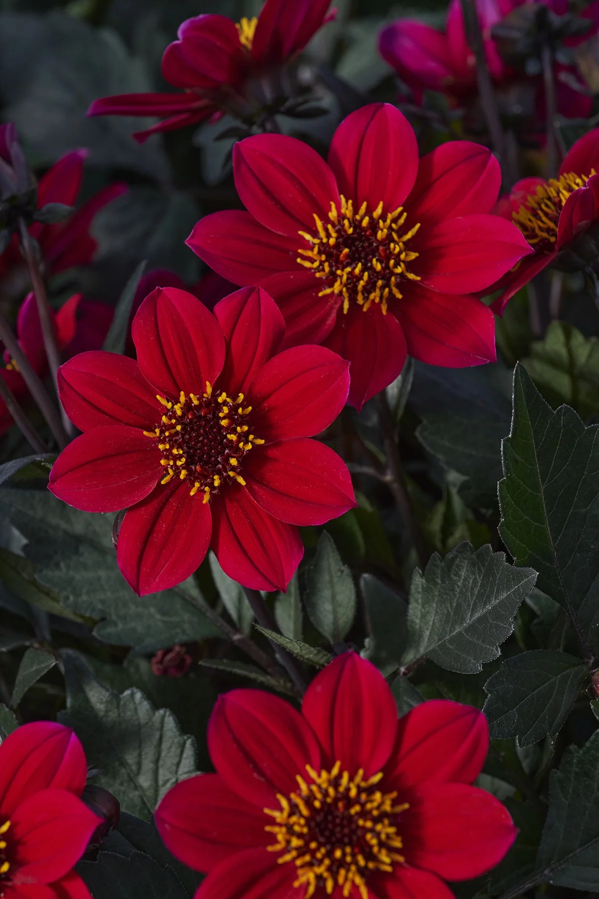 © Monrovia by Brandon Friend-Solis
