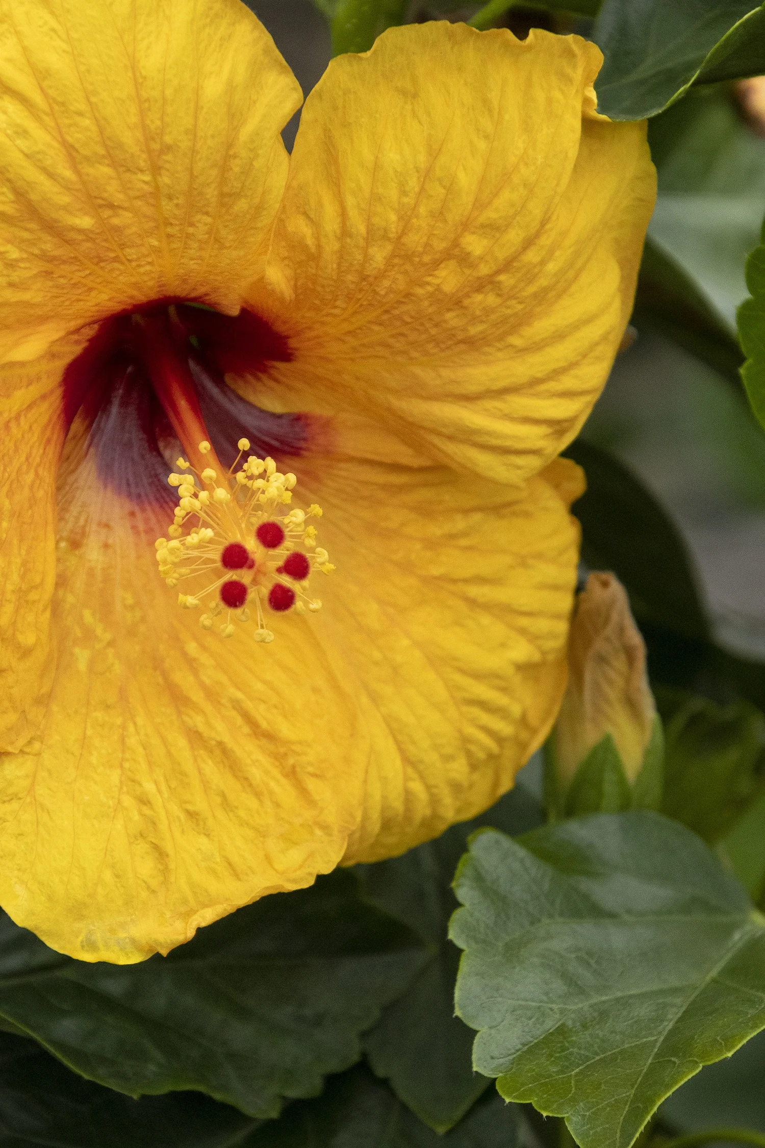 © Monrovia by Doreen Wynja