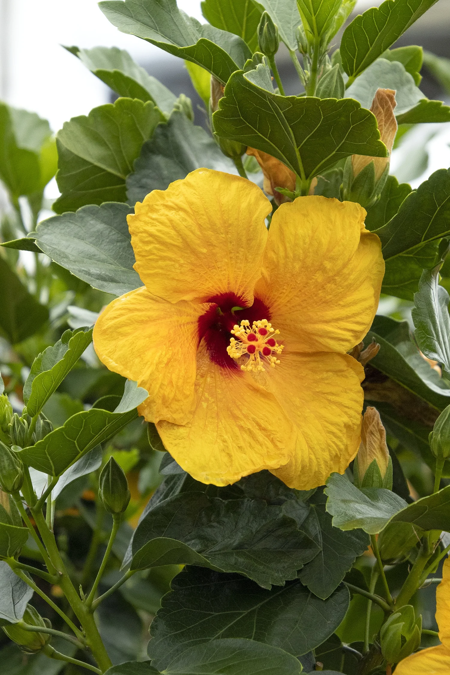 © Monrovia by Doreen Wynja