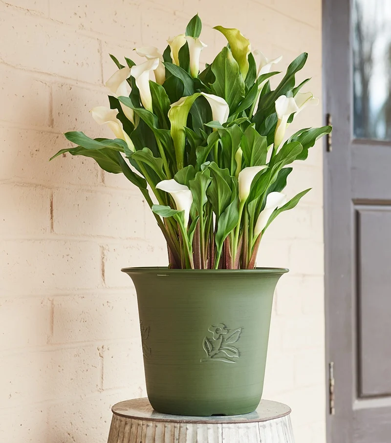 © Monrovia by Brandon Friend-Solis