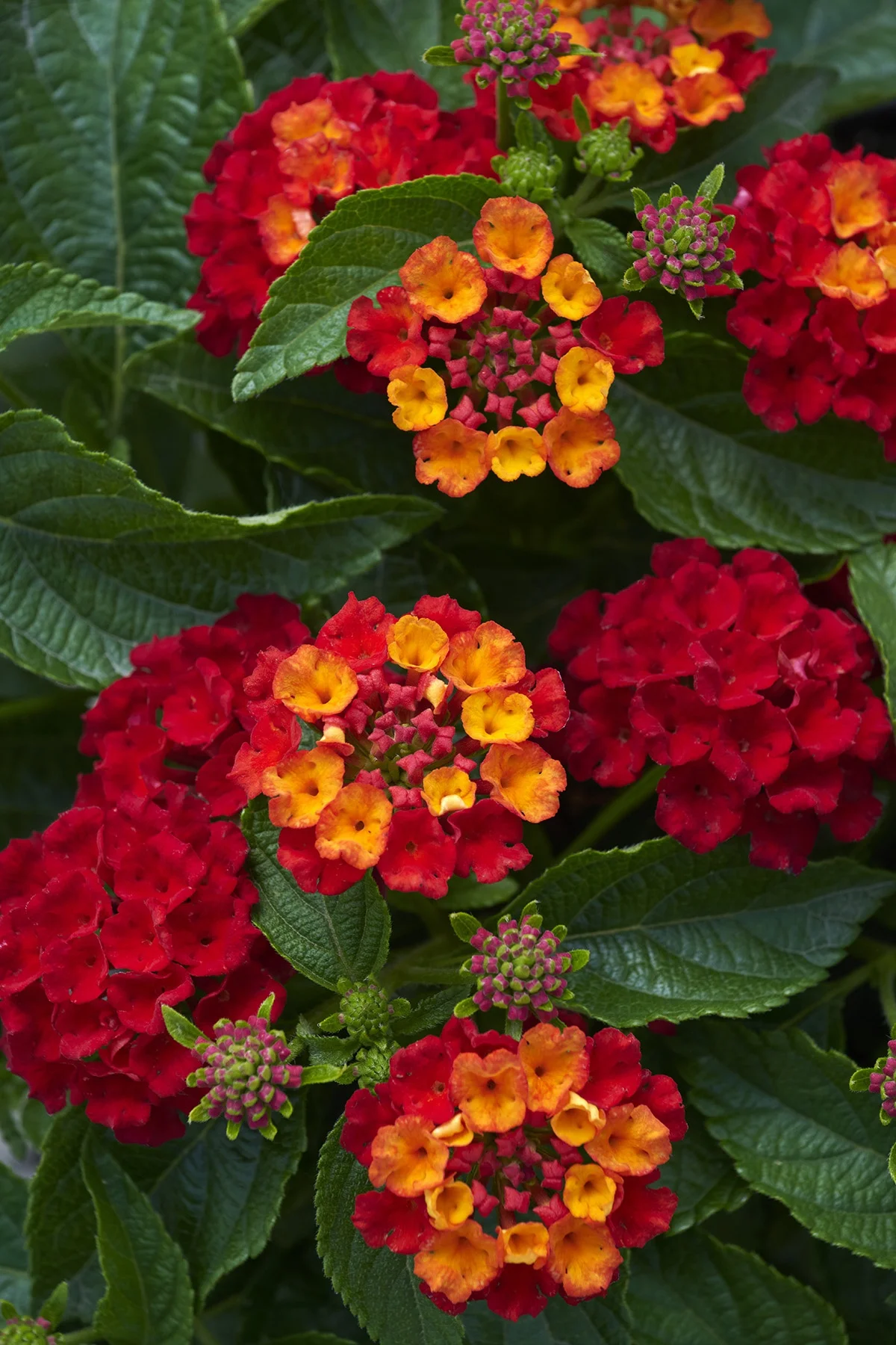 © Monrovia by Brandon Friend-Solis
