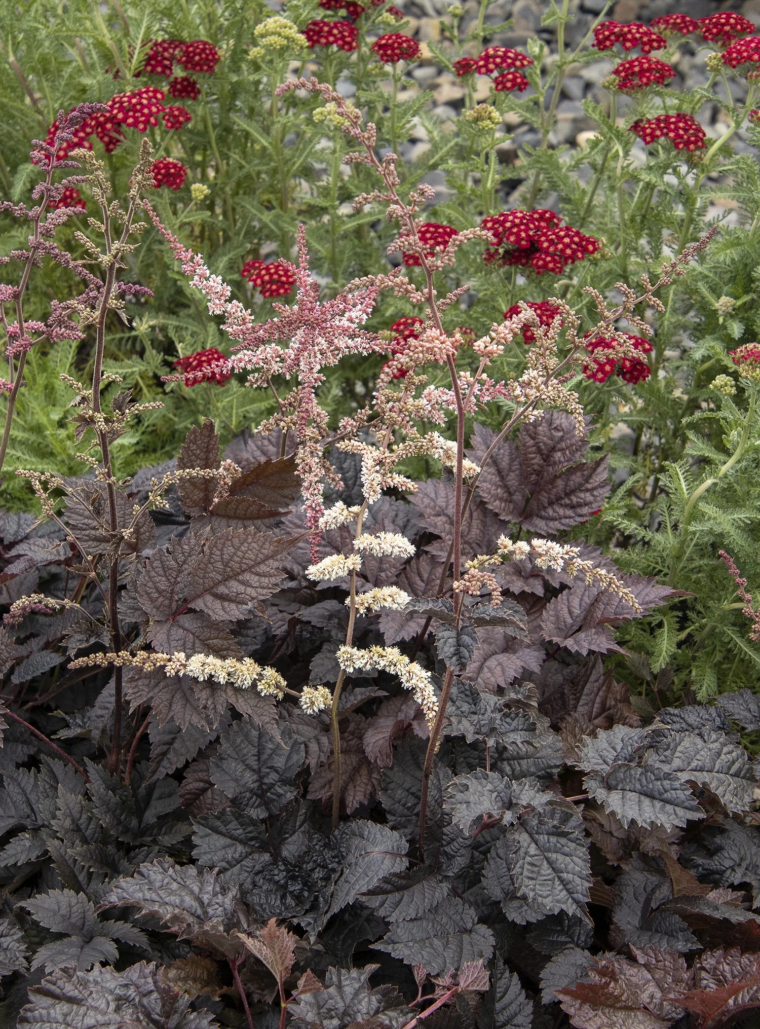 ©Monrovia by Doreen Wynja