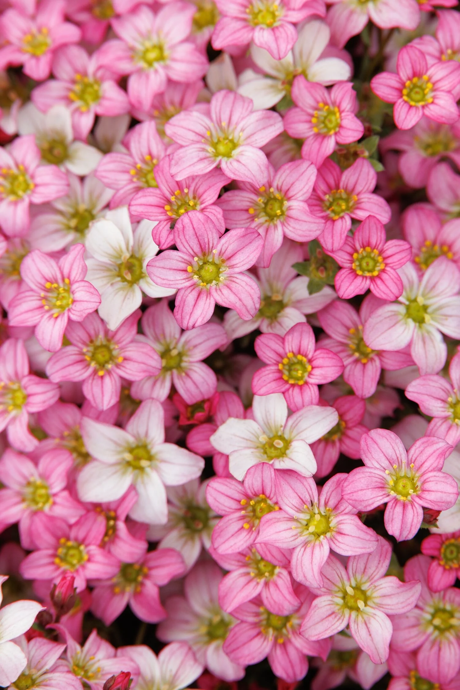 Touran™ Pink Saxifrage, Saxifraga x arendsii, Monrovia Plant