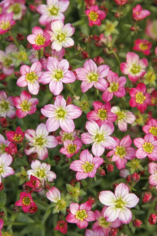 Touran™ Pink Saxifrage, Saxifraga x arendsii, Monrovia Plant