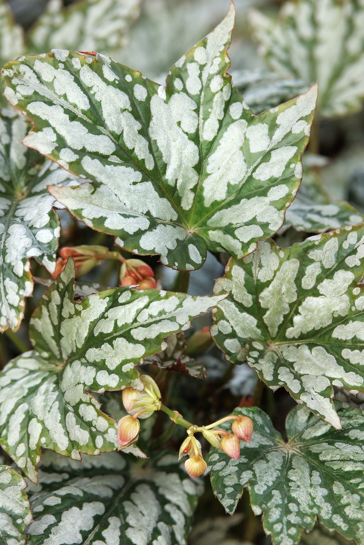 Holiday™ Jolly Holly Begonia, Begonia 'Jolly Holly', Monrovia Plant