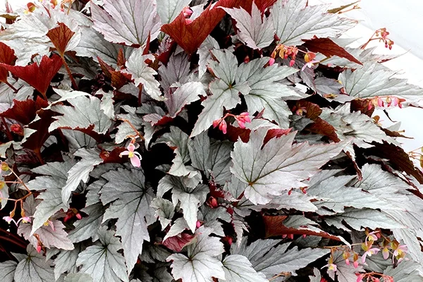 Photos courtesy of TERRA NOVA® Nurseries, Inc.
www.terranovanurseries.com