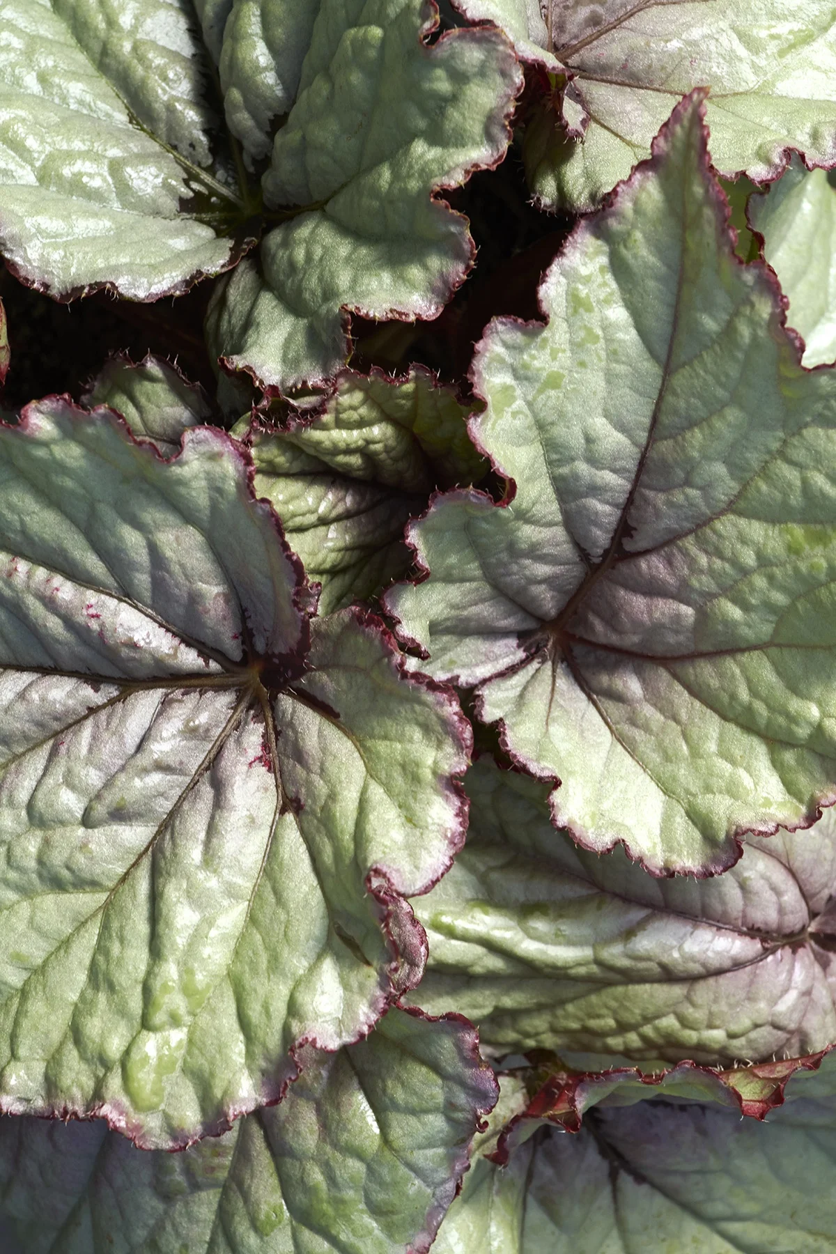 © Monrovia by Brandon Friend-Solis
