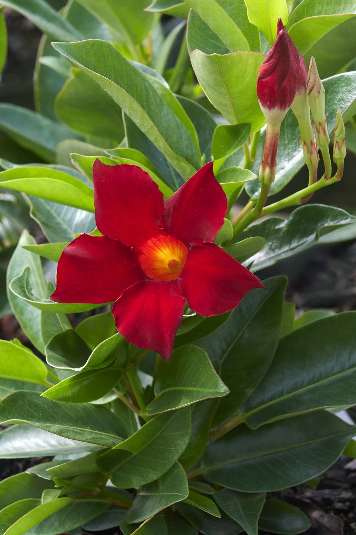 © Monrovia by Brandon Friend-Solis
