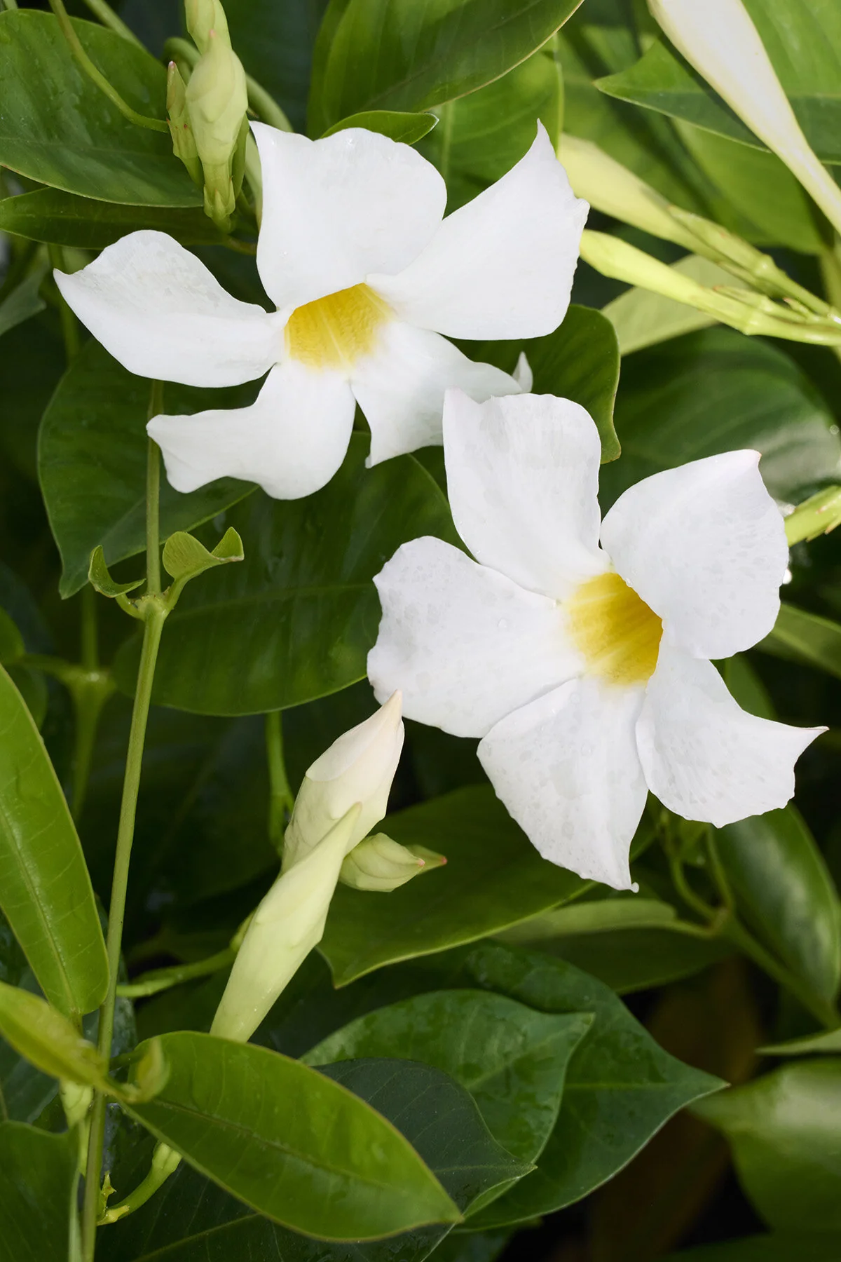 Madinia™ White Mandevilla, Mandevilla hybrid, Monrovia Plant