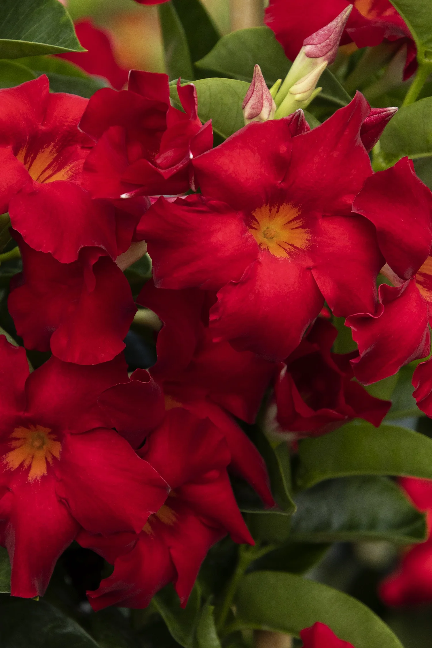 ©Monrovia by Doreen Wynja 