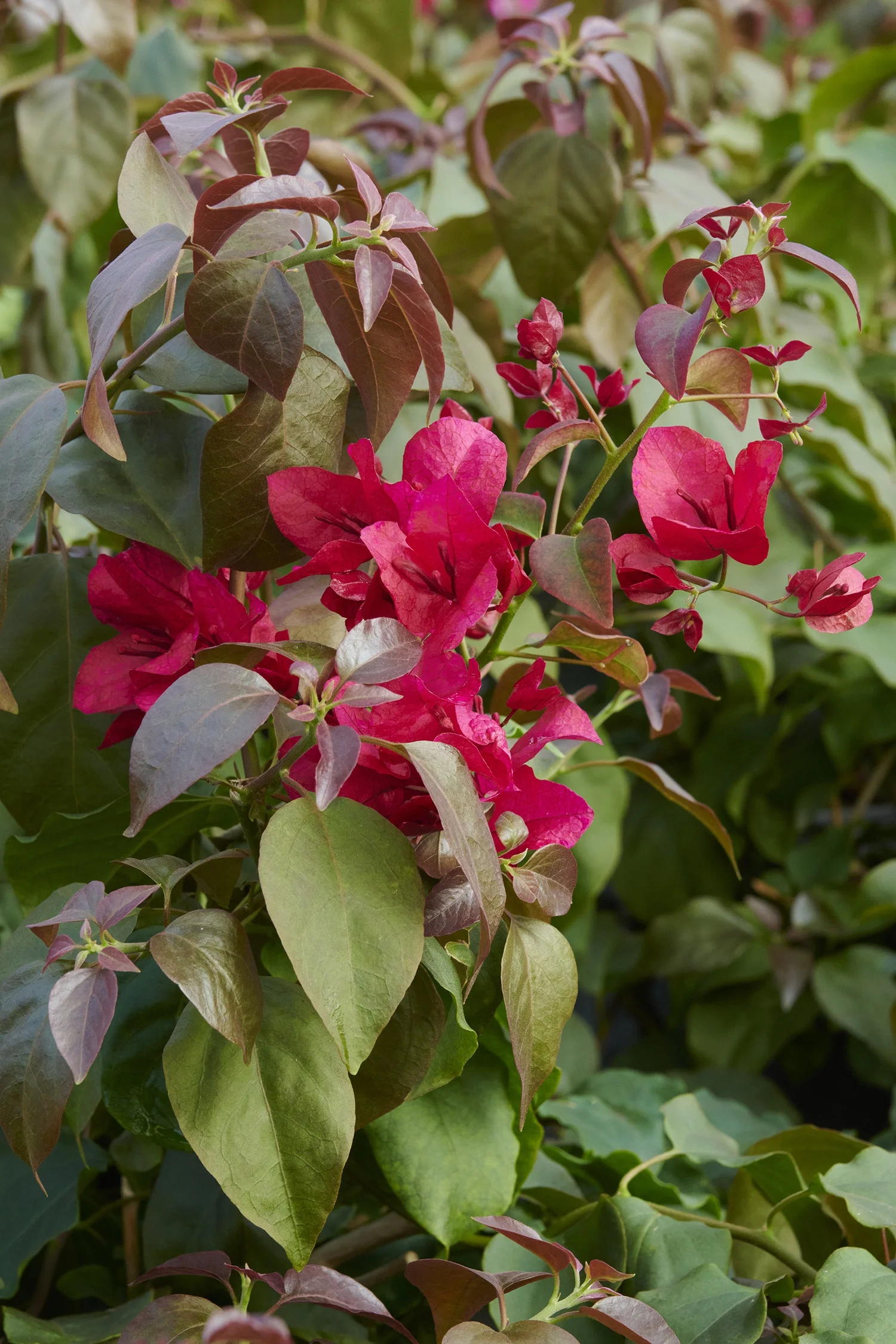 ©Monrovia, by Brandon Friend-Solis