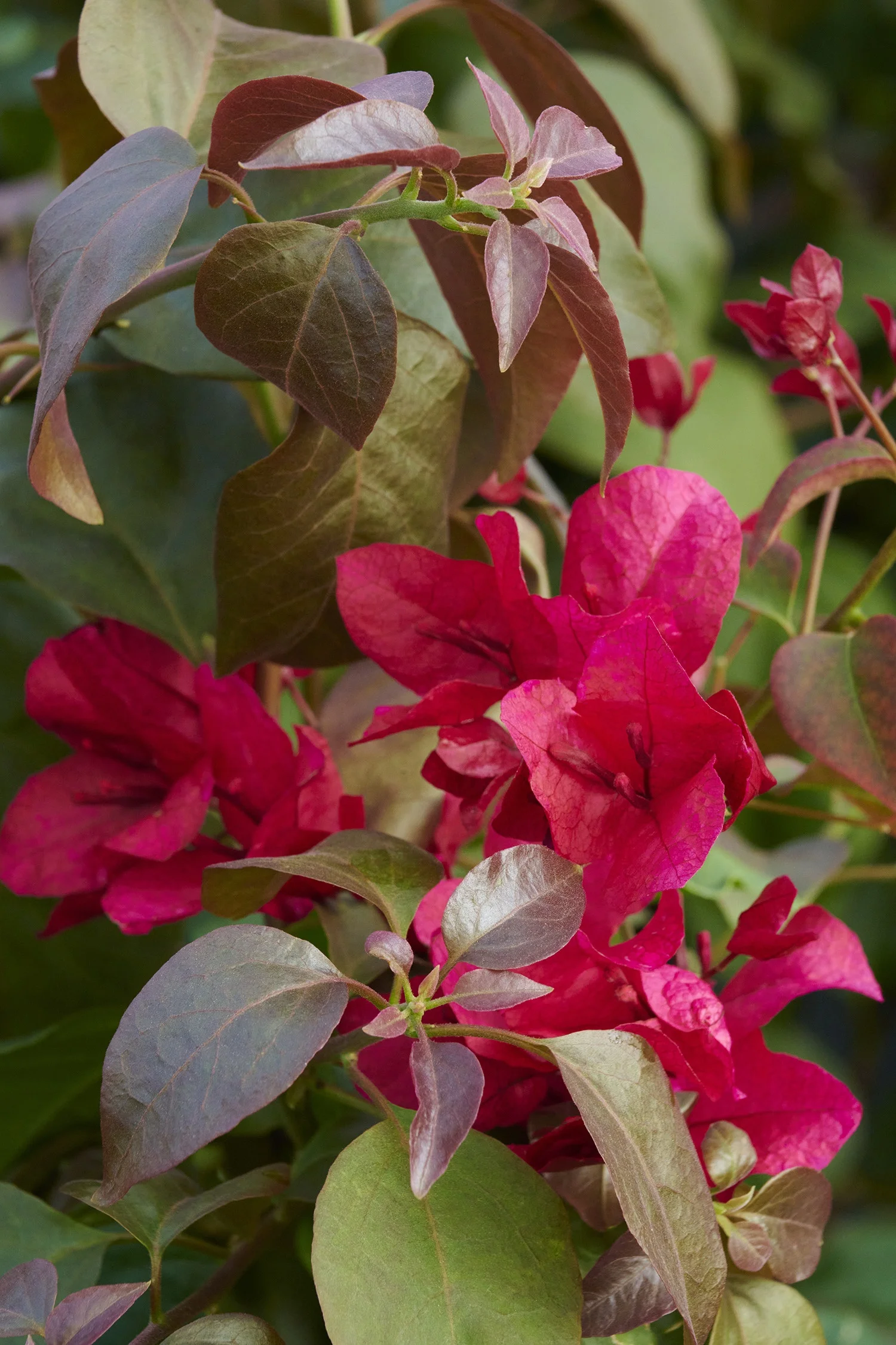 ©Monrovia, by Brandon Friend-Solis