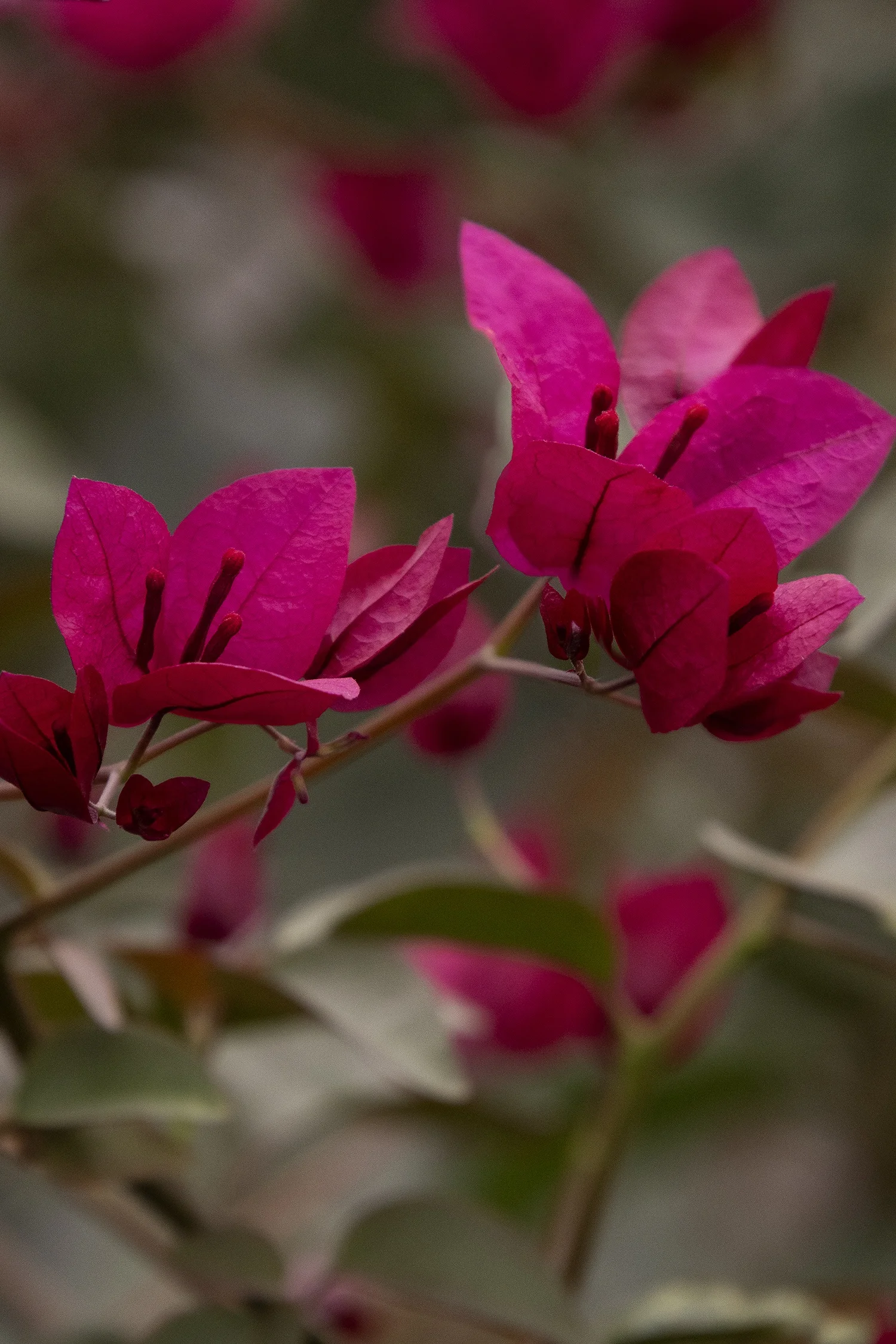 ©Monrovia by Doreen Wynja 