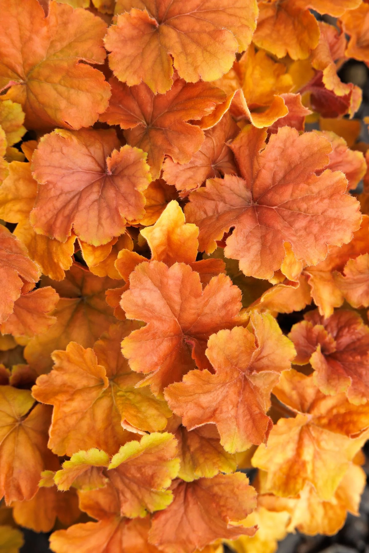 © Monrovia by Doreen Wynja