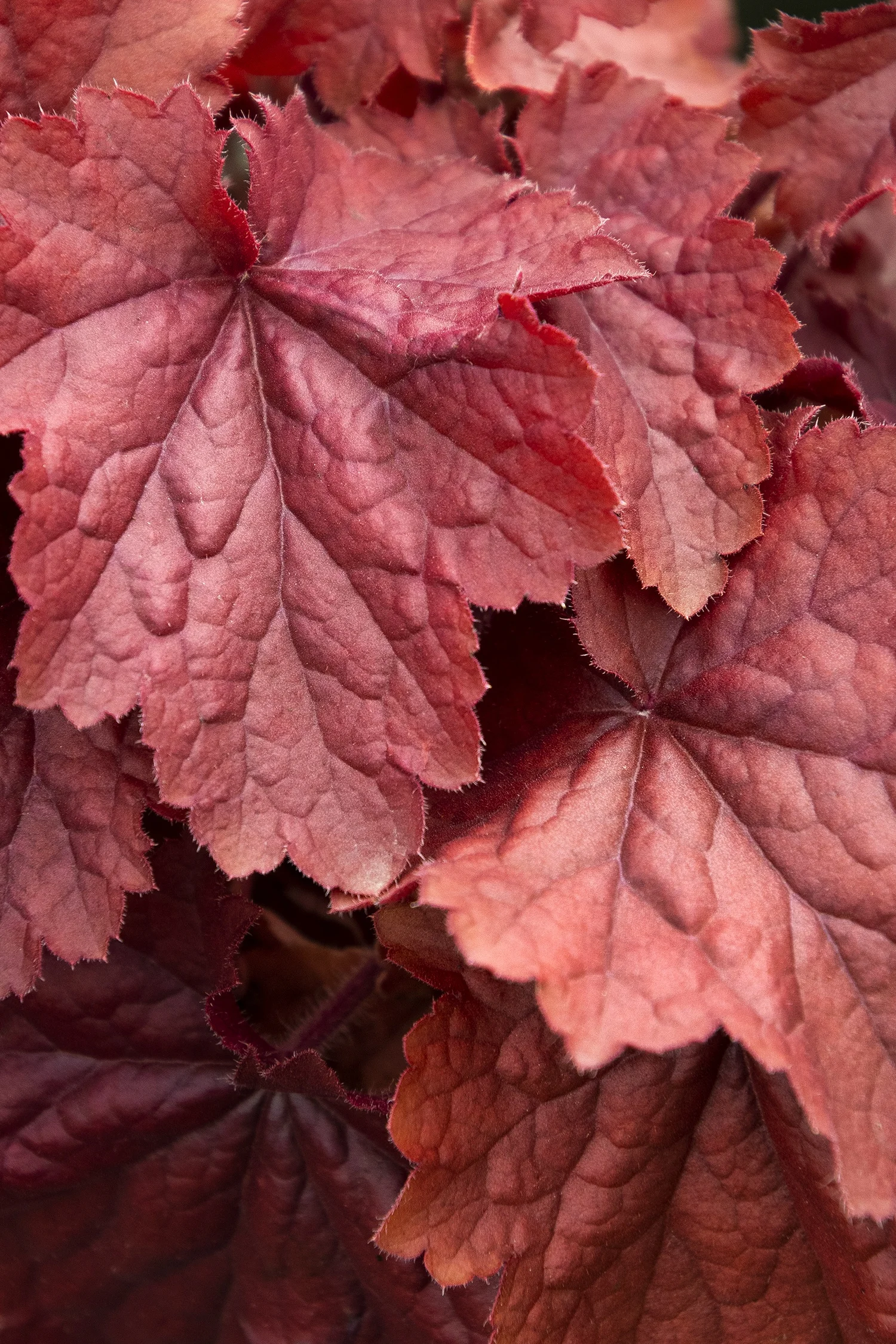 ©Monrovia by Doreen Wynja 