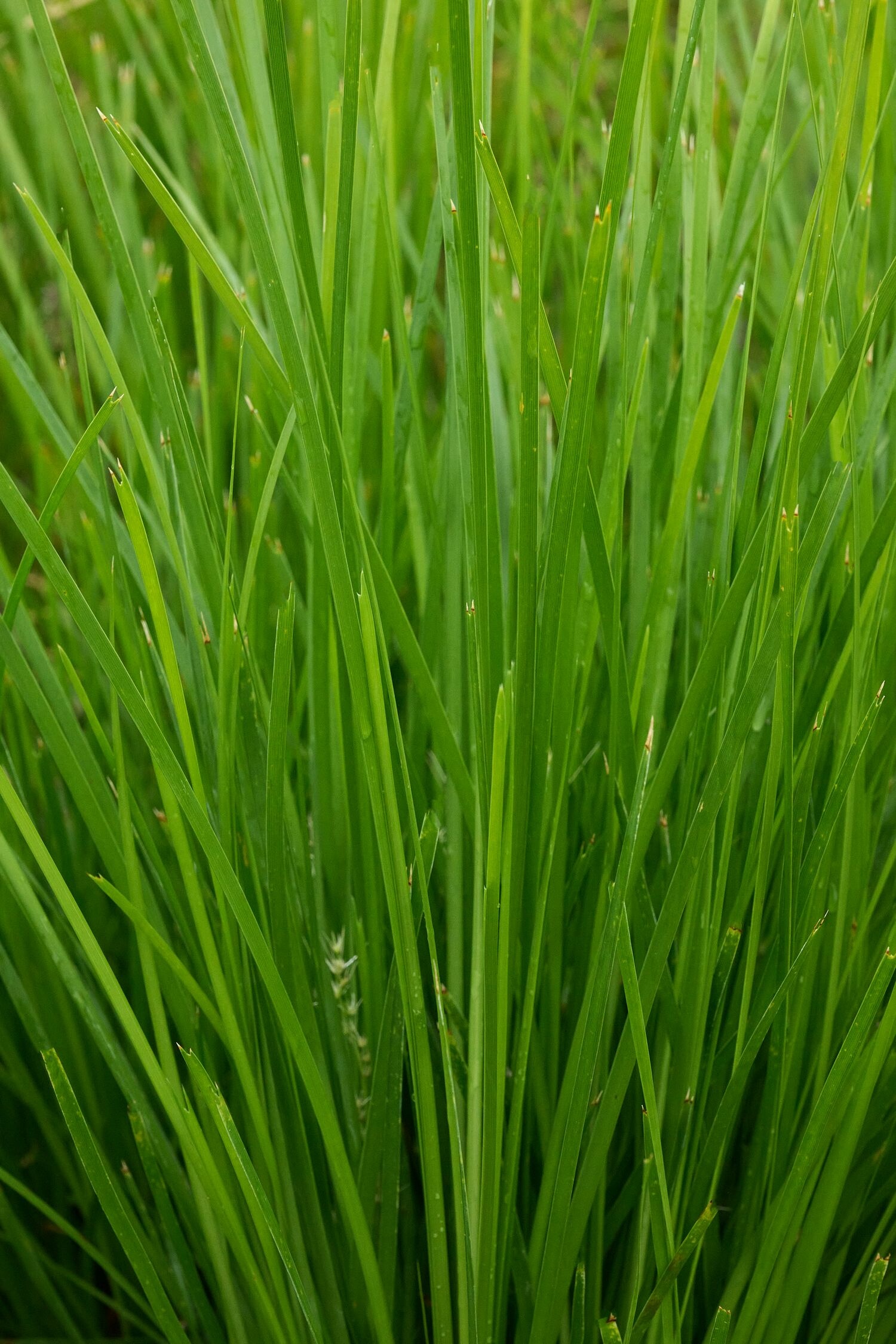 Leading® Lime Tough™ Mat Rush, Monrovia Plant