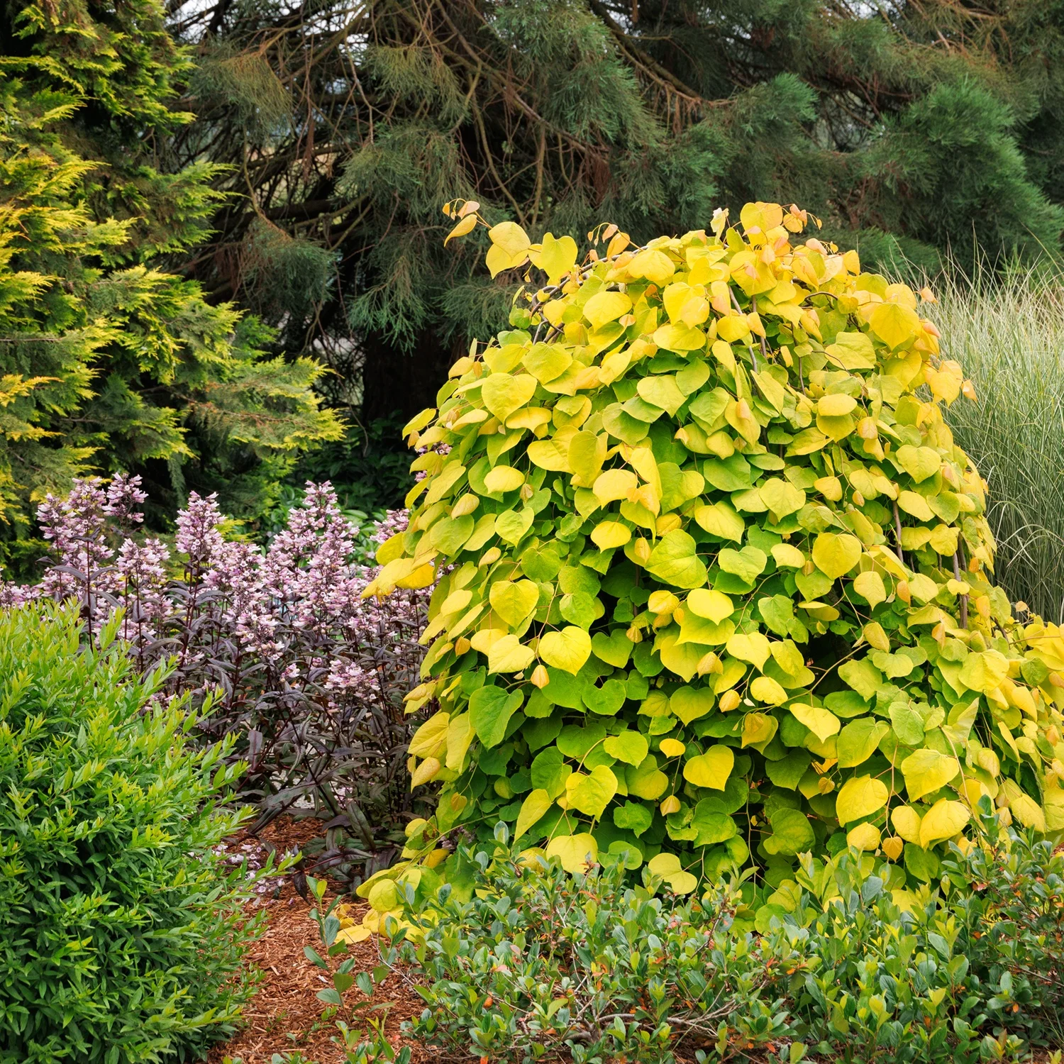 Monrovia; by Doreen Wynja