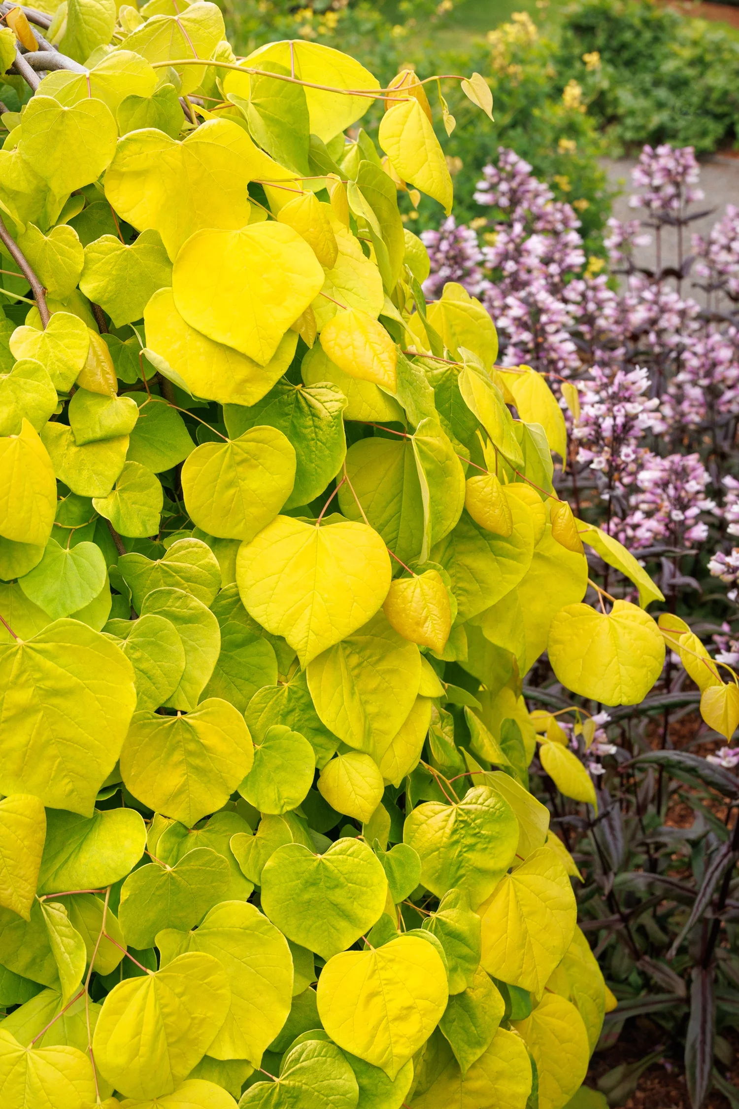 Monrovia; by Doreen Wynja