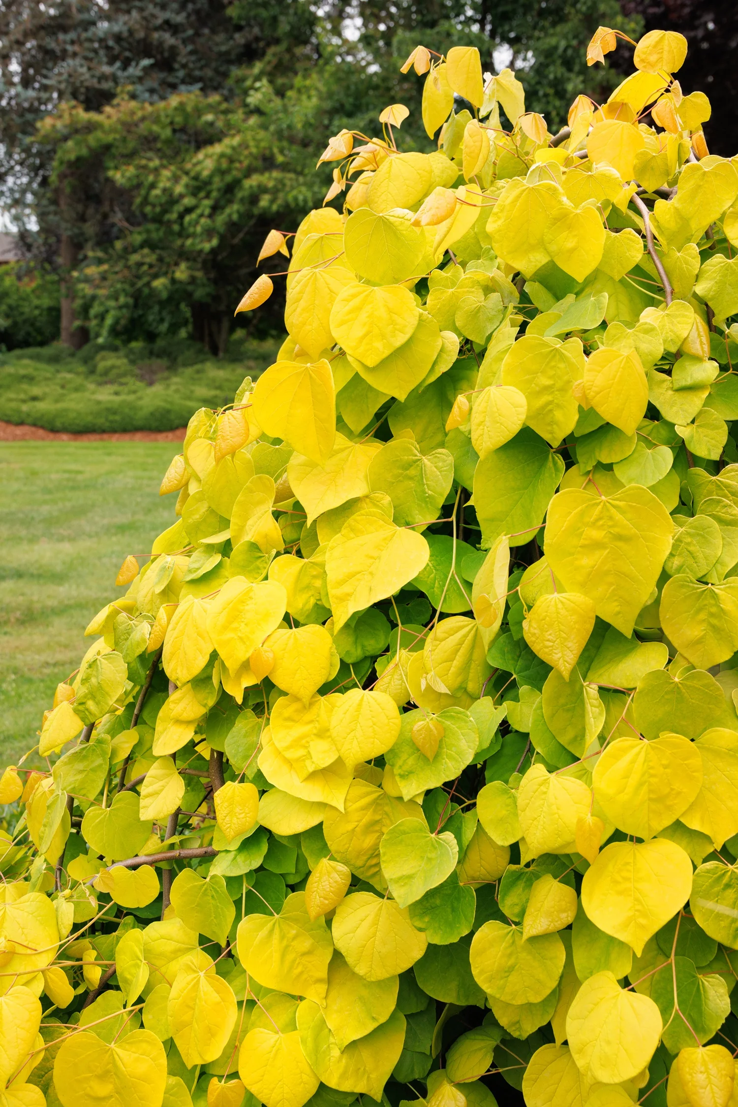 Monrovia; by Doreen Wynja