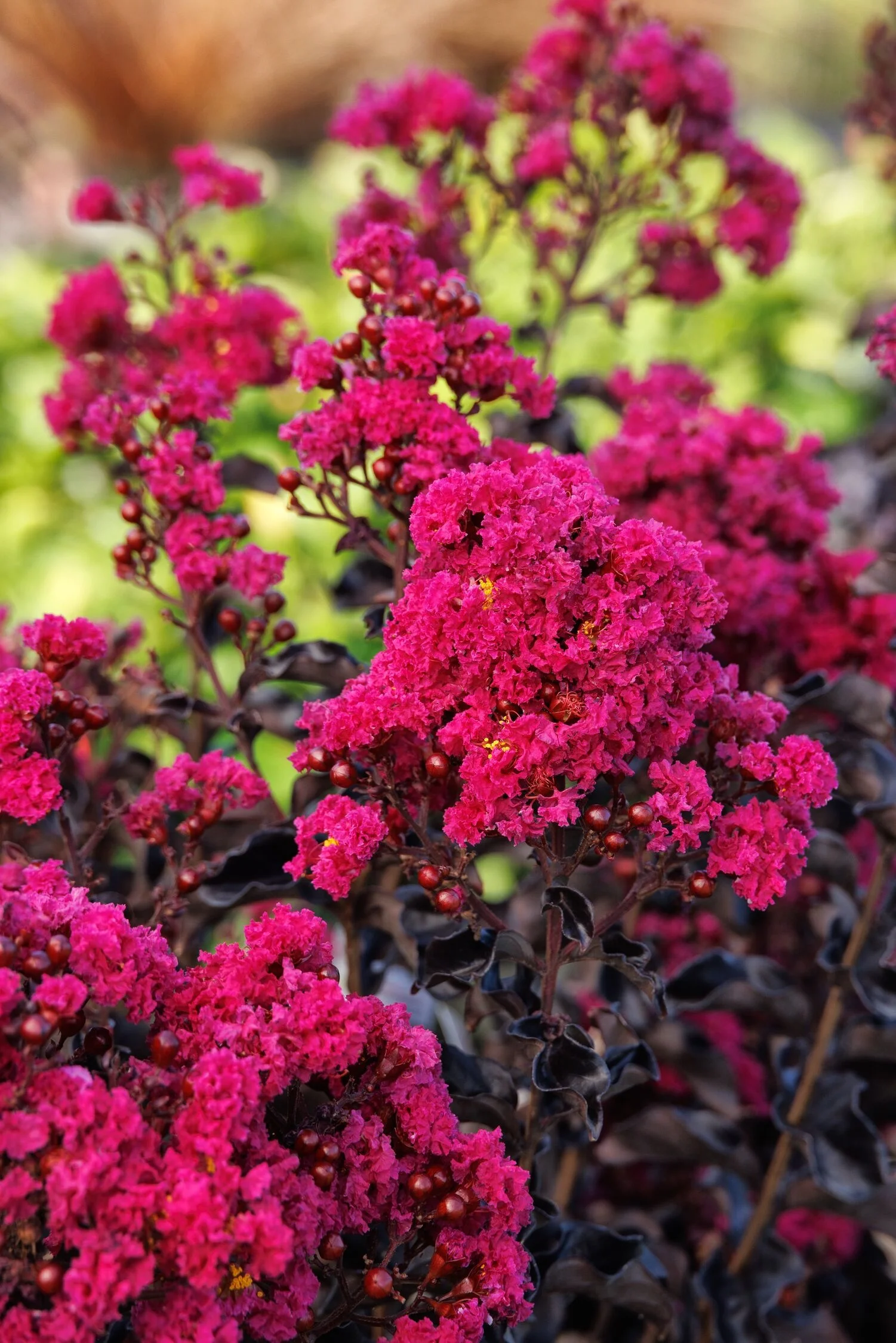 © Monrovia by Doreen Wynja