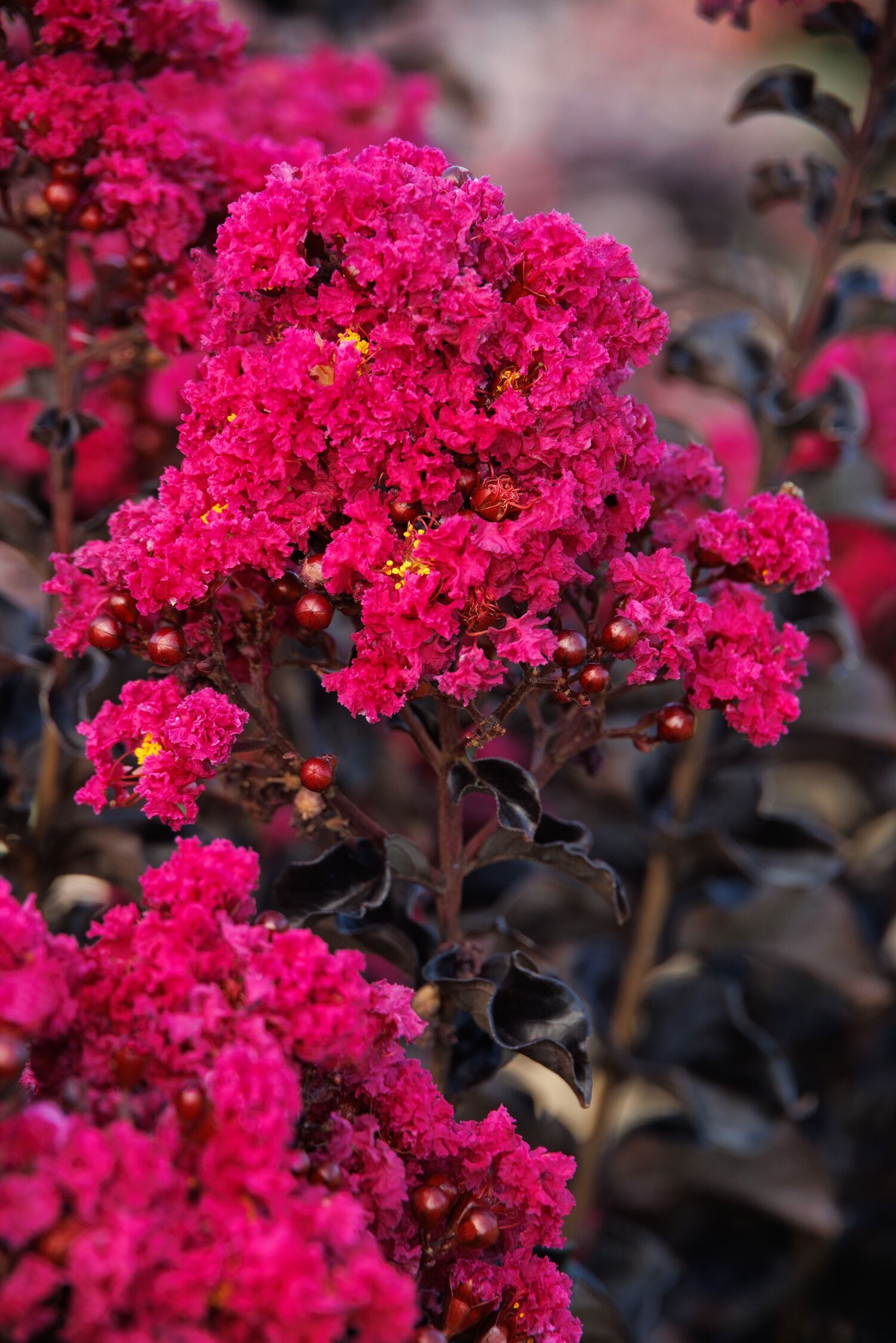 夢PLANTS　柳緑花紅　ラプラス Summerlasting® Raspberry Crape Myrtle, Monrovia Plant