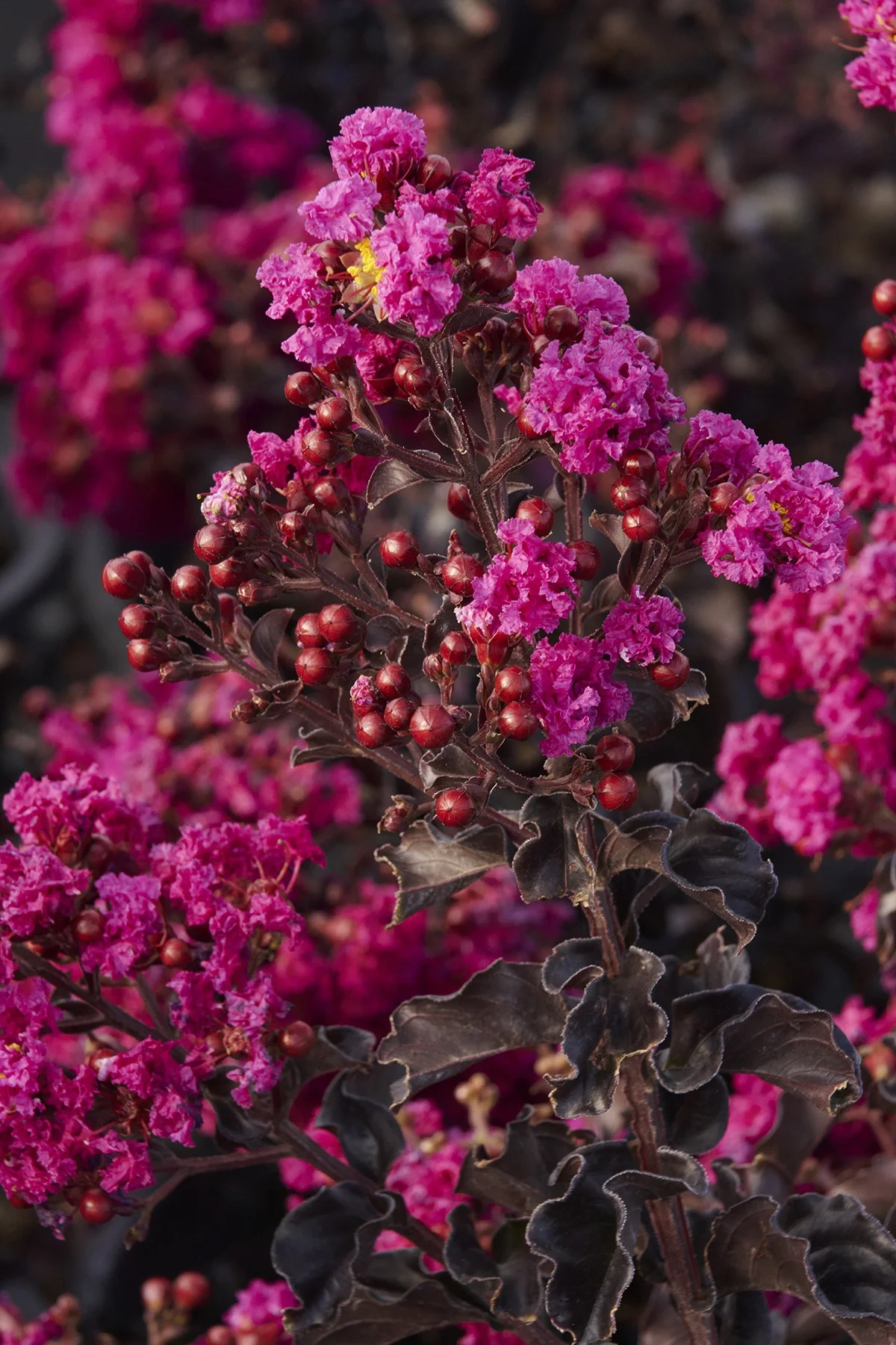 © Monrovia by Brandon Friend-Solis
