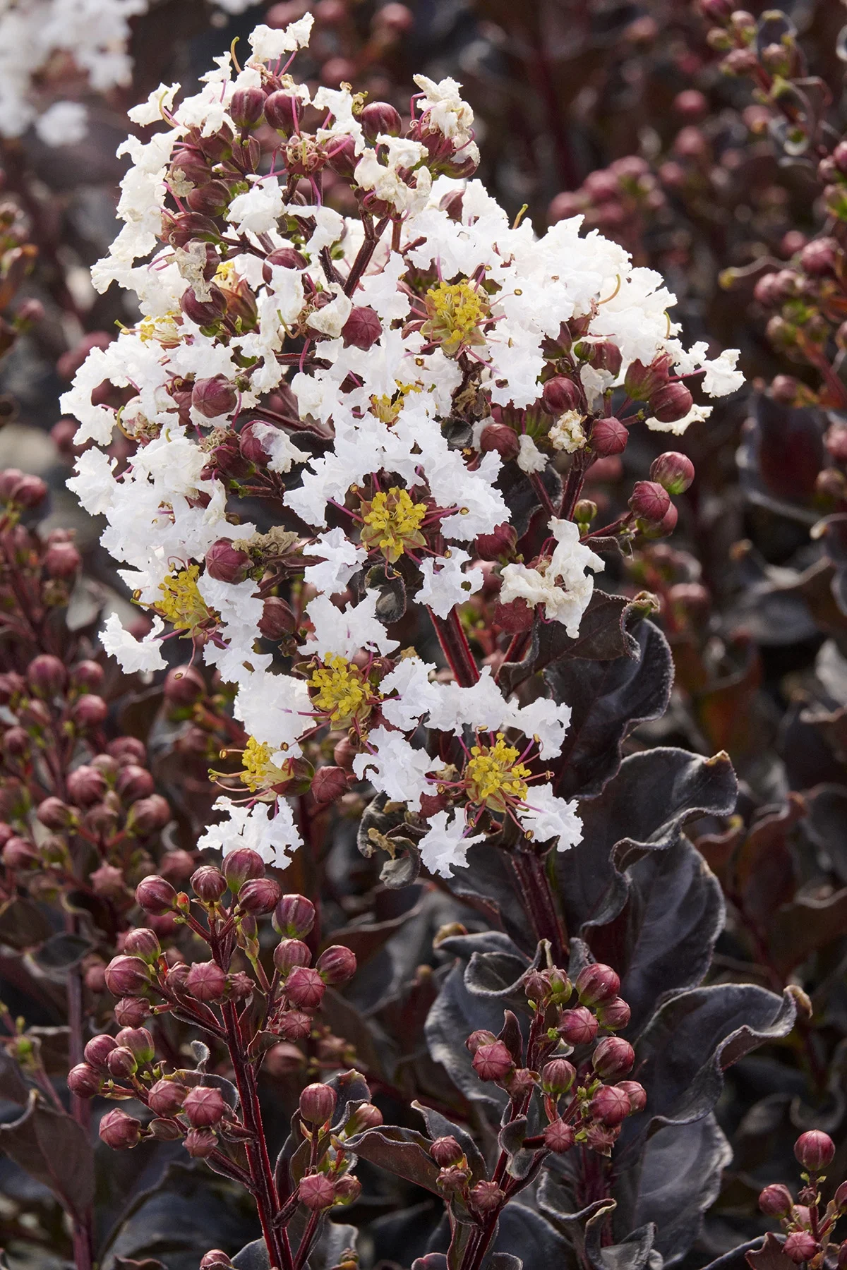 © Monrovia by Brandon Friend-Solis
