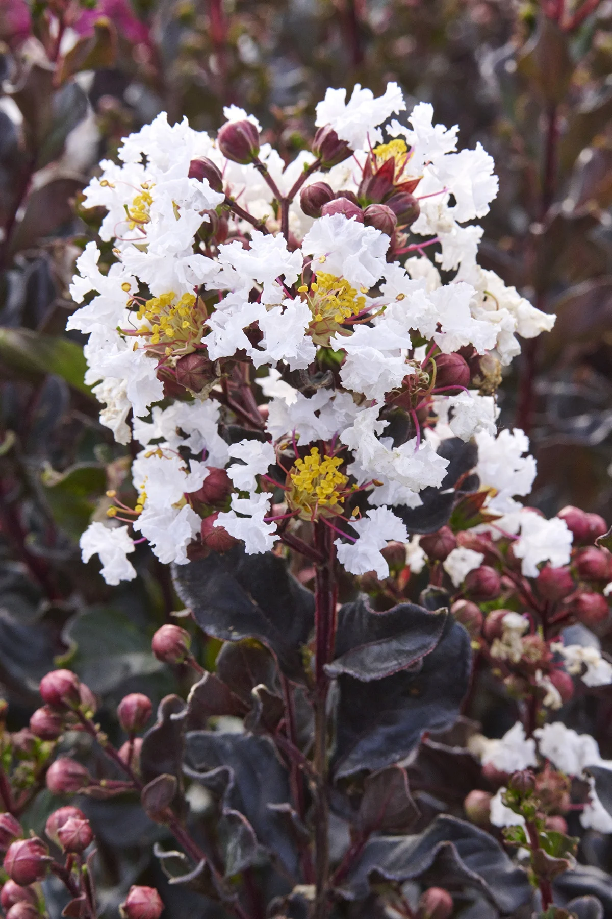 © Monrovia by Brandon Friend-Solis
