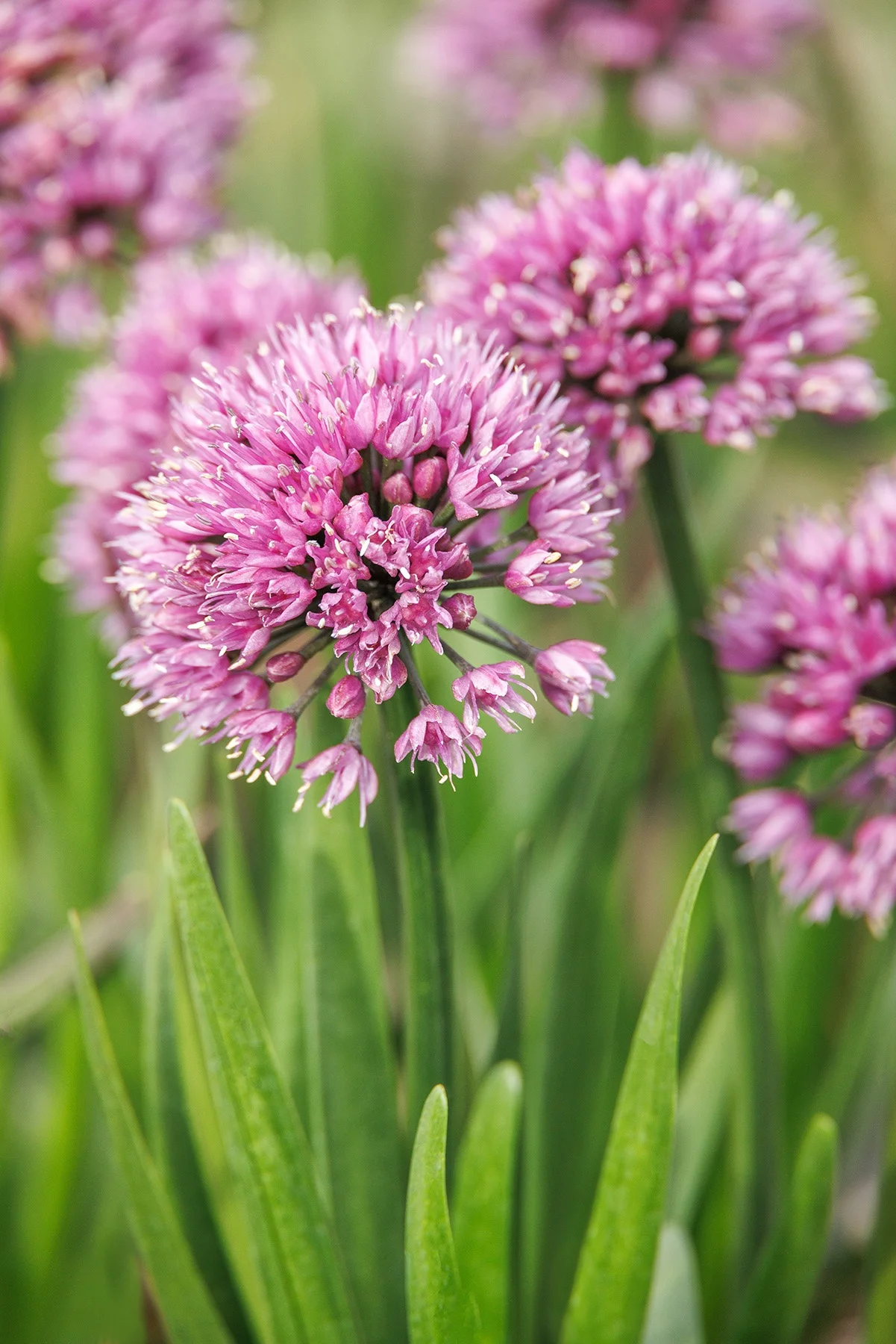 © Monrovia by Doreen Wynja