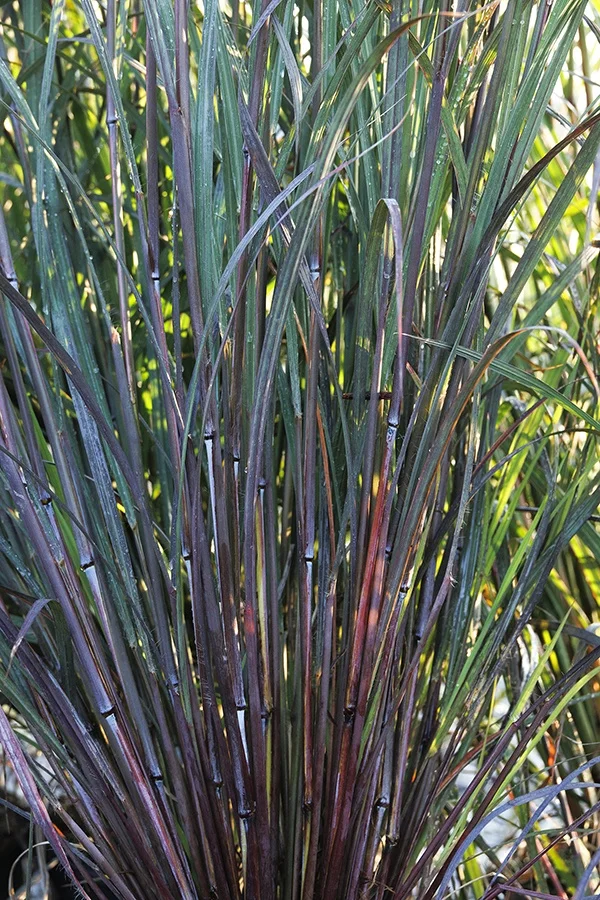 ©Monrovia, by Doreen Wynja