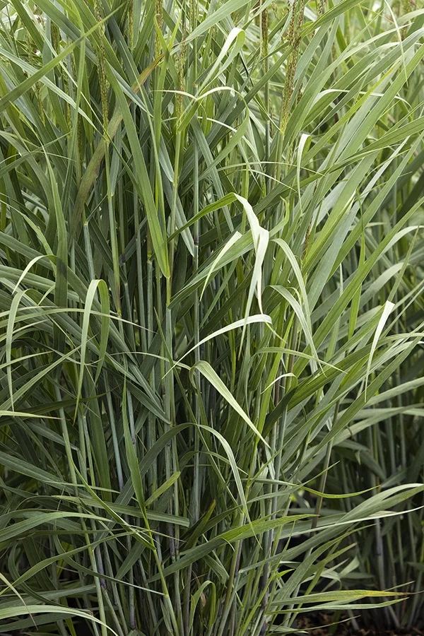 © Monrovia by Doreen Wynja