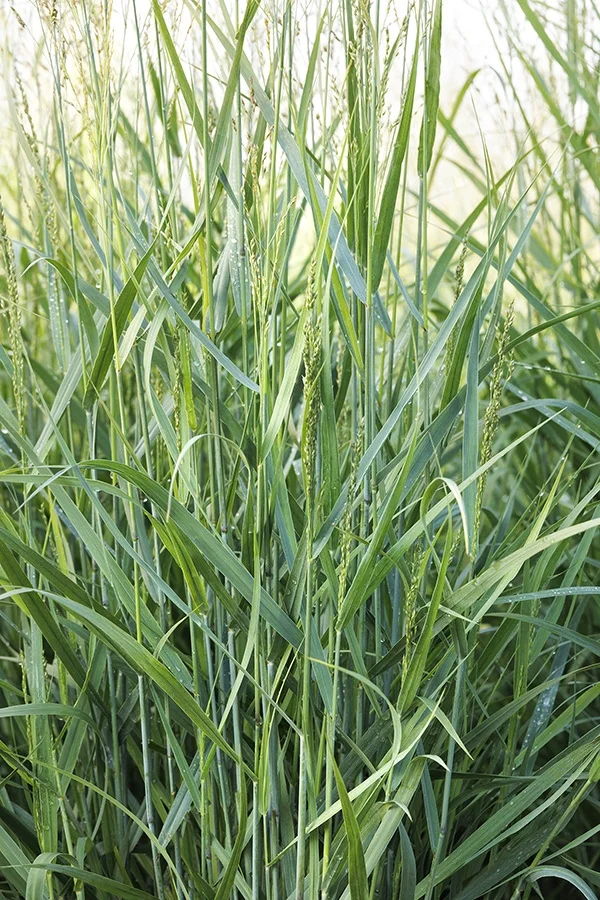 © Monrovia by Doreen Wynja