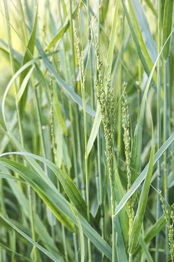 © Monrovia by Doreen Wynja