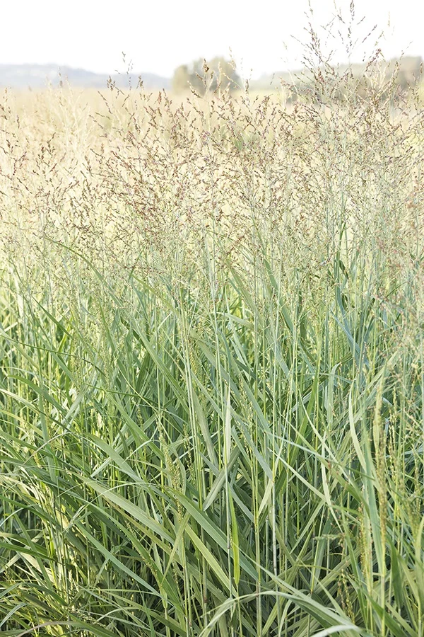 © Monrovia by Doreen Wynja