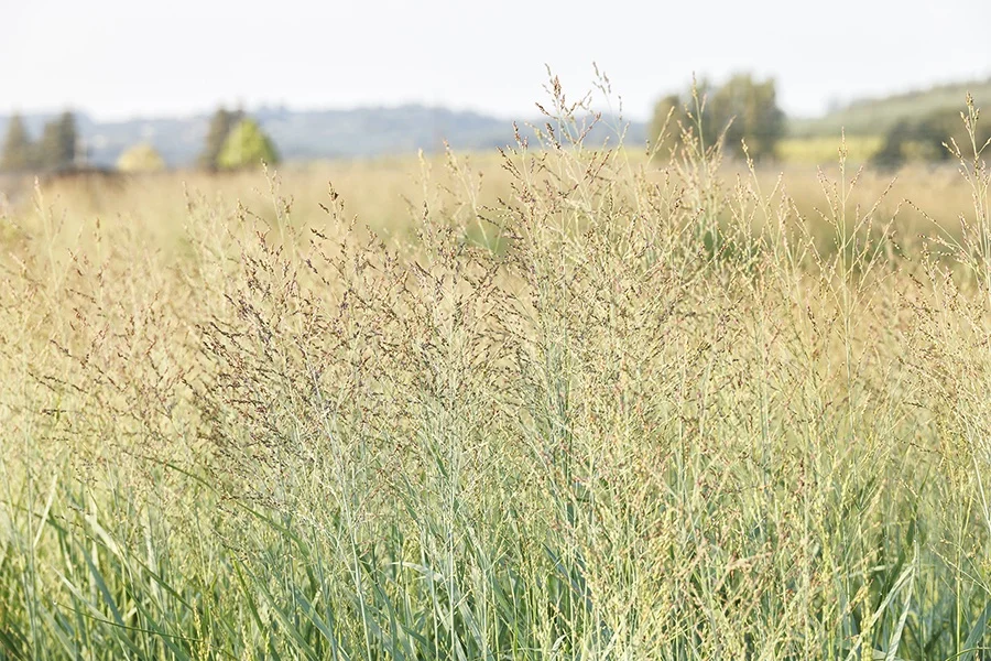 © Monrovia by Doreen Wynja