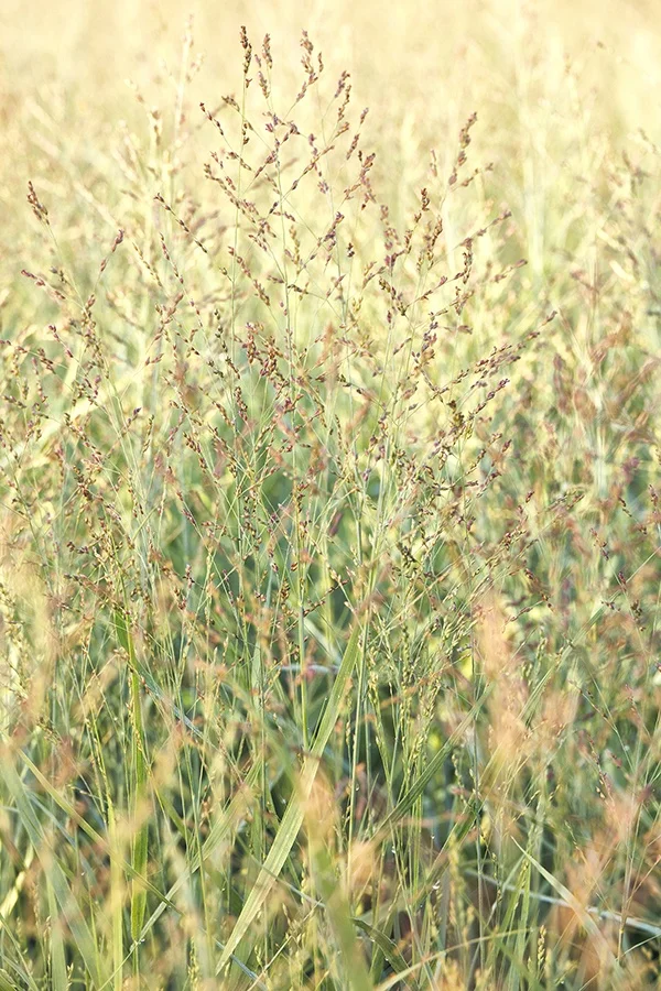 © Monrovia by Doreen Wynja